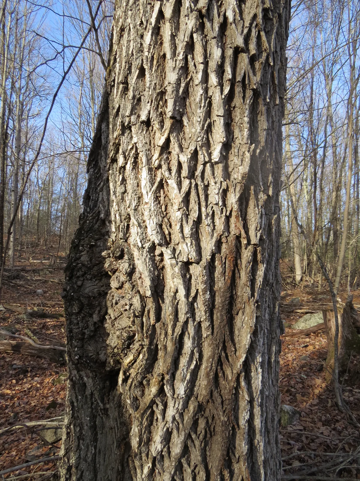 Pignut Hickory (Carya glabra)