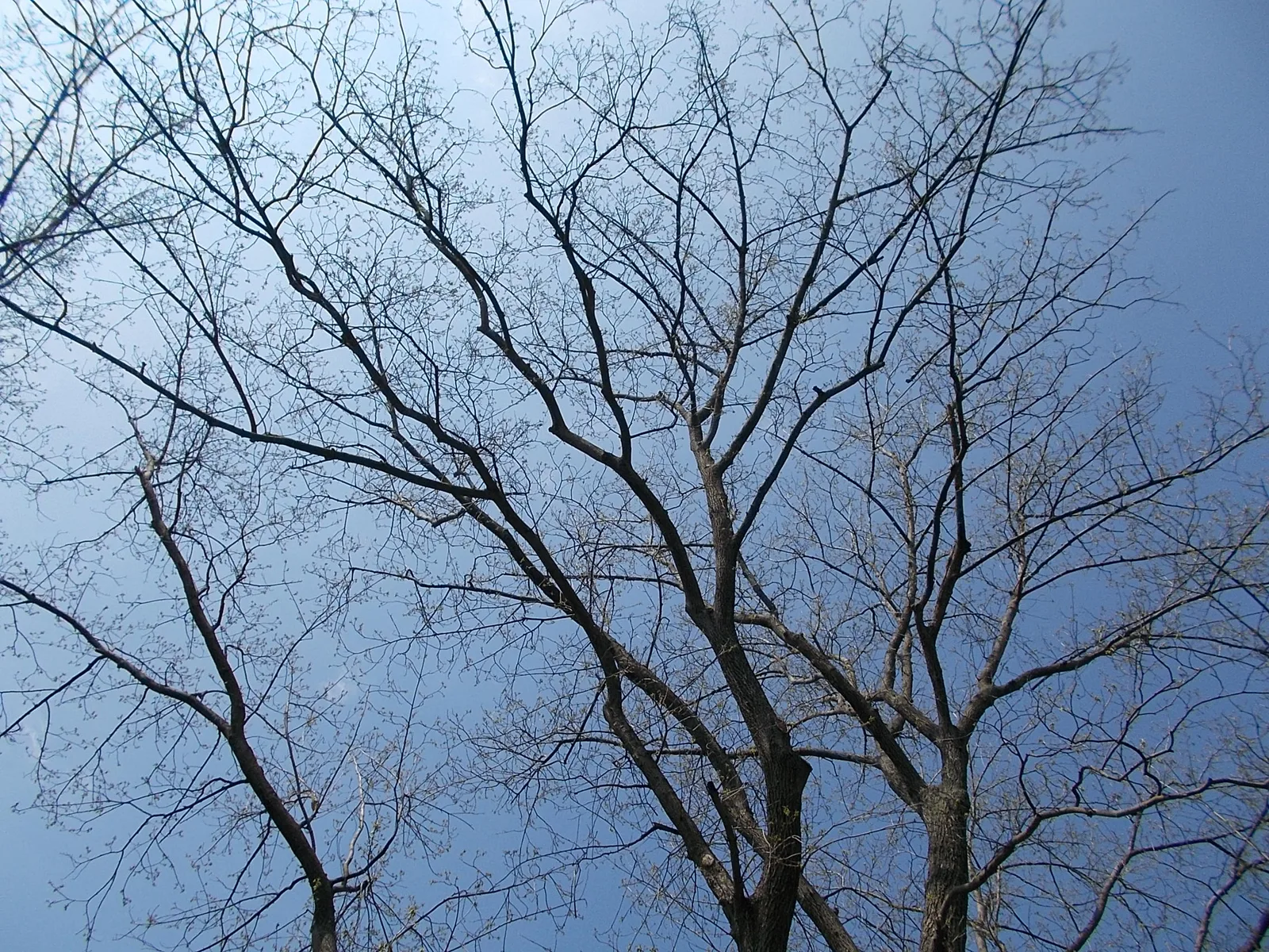 Bitternut Hickory (Carya cordiformis)