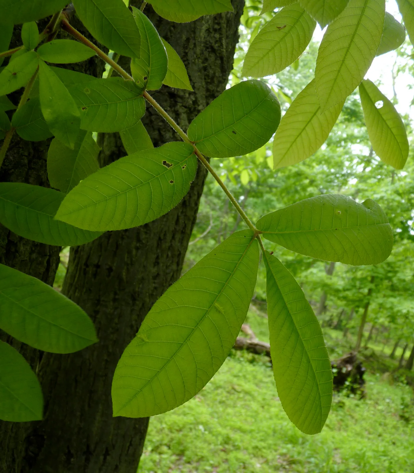 Mockernut Hickory (Carya tomentosa)