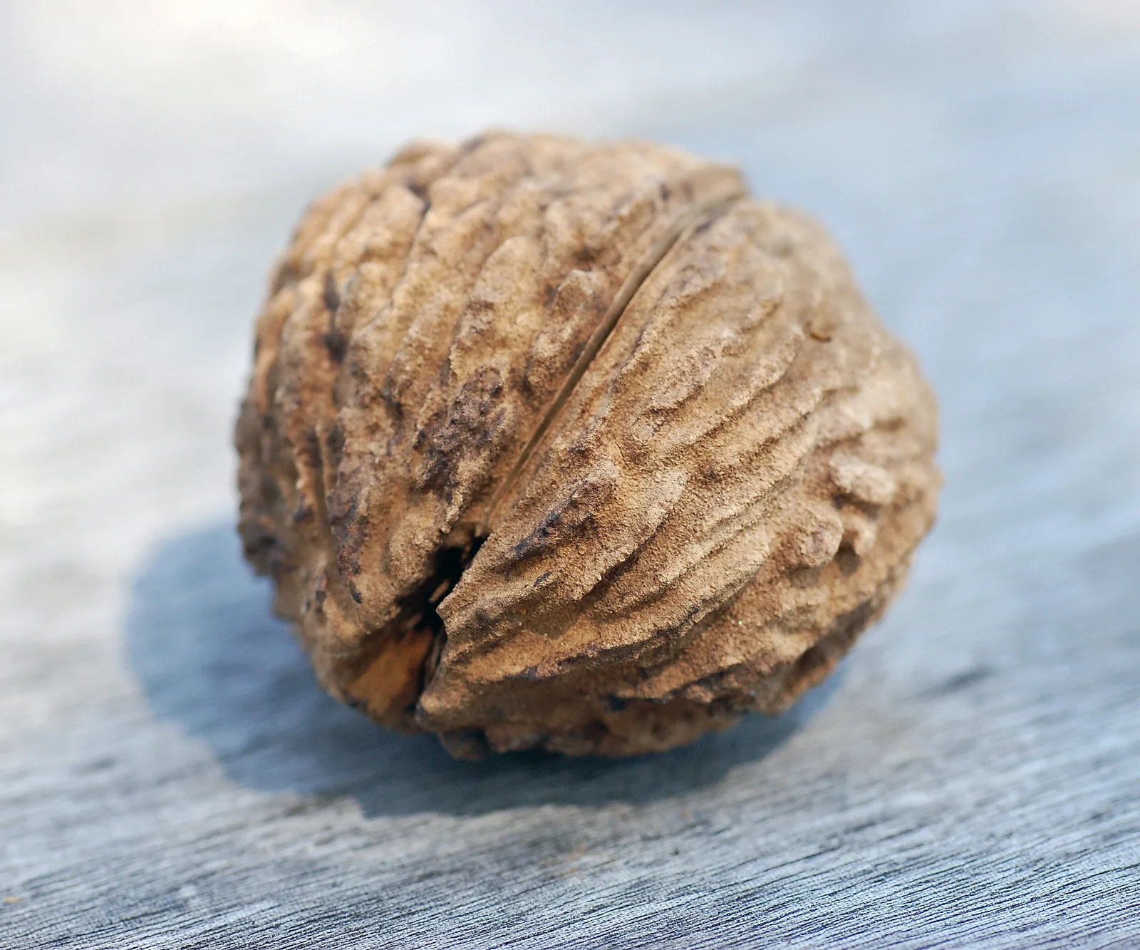 Black Walnut (Juglans nigra)
