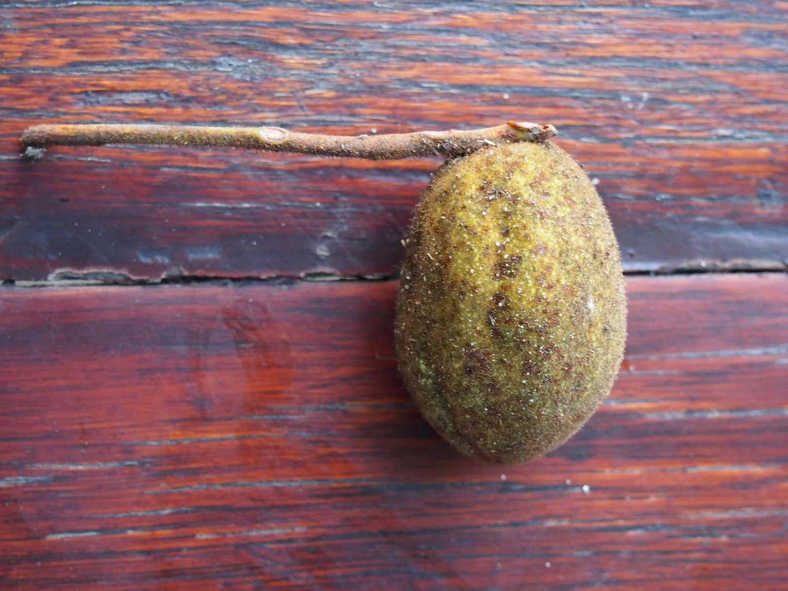 Butternut (Juglans cinerea)