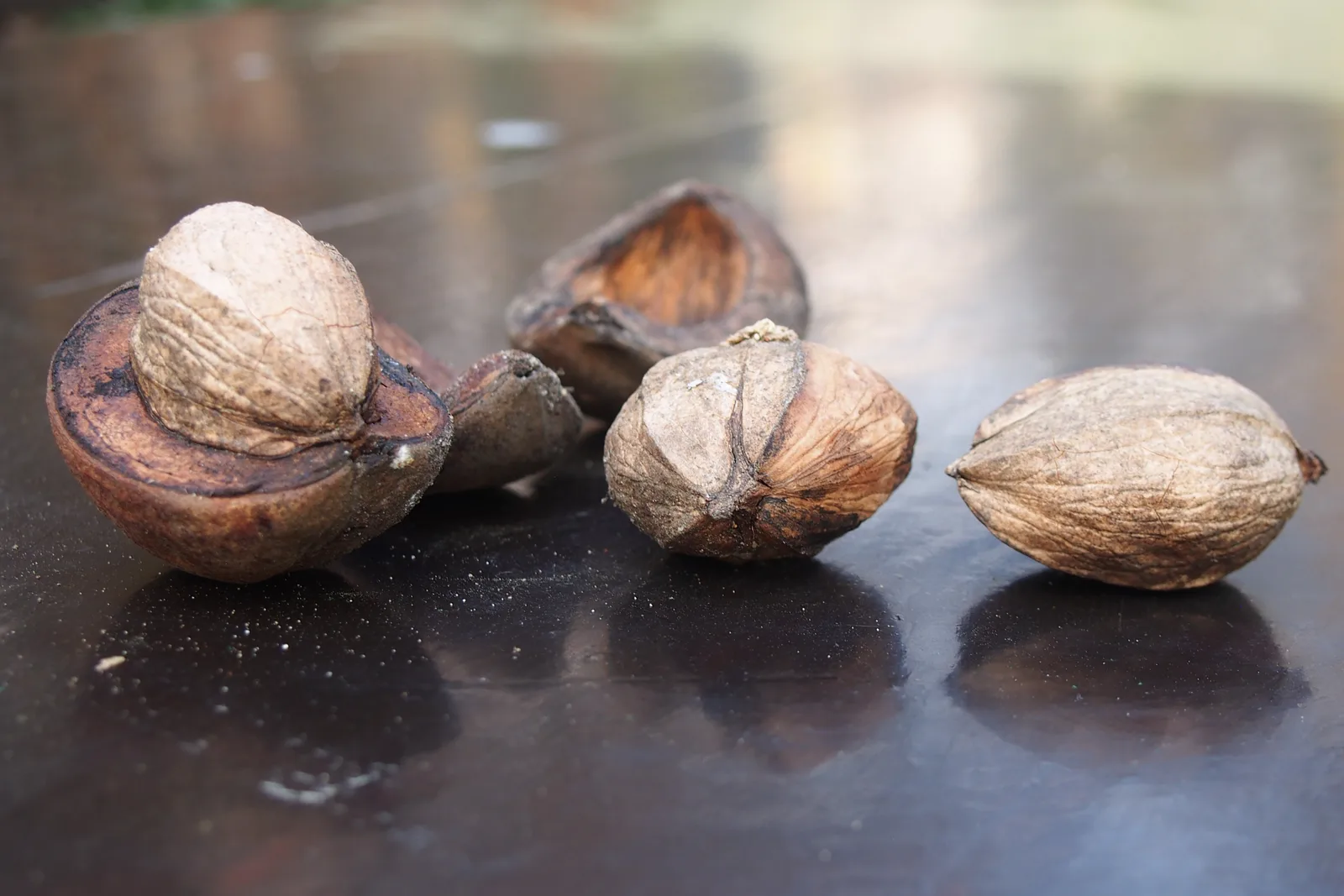 Shellbark Hickory (Carya laciniosa)