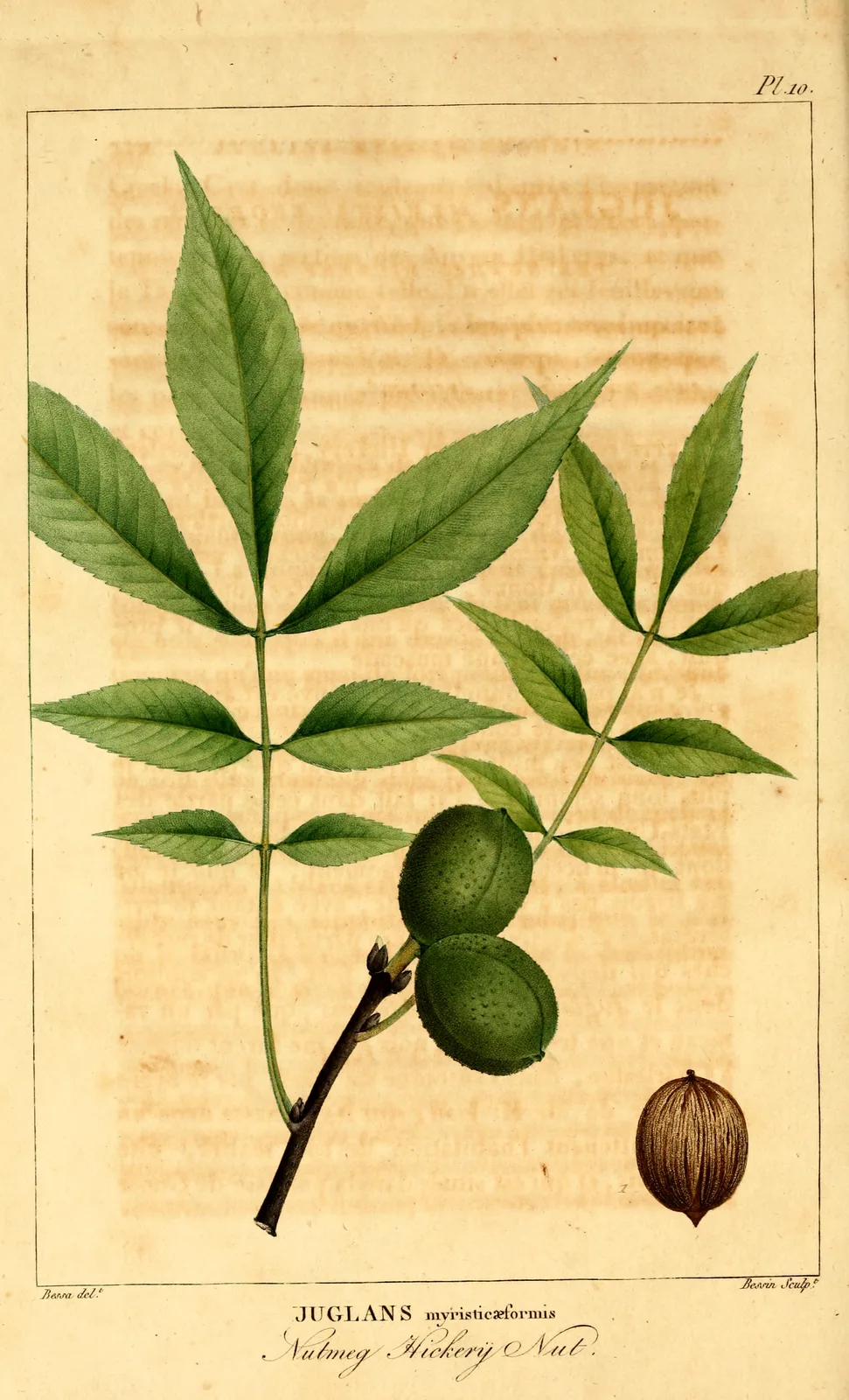 Nutmeg Hickory (Carya myristiciformis)
