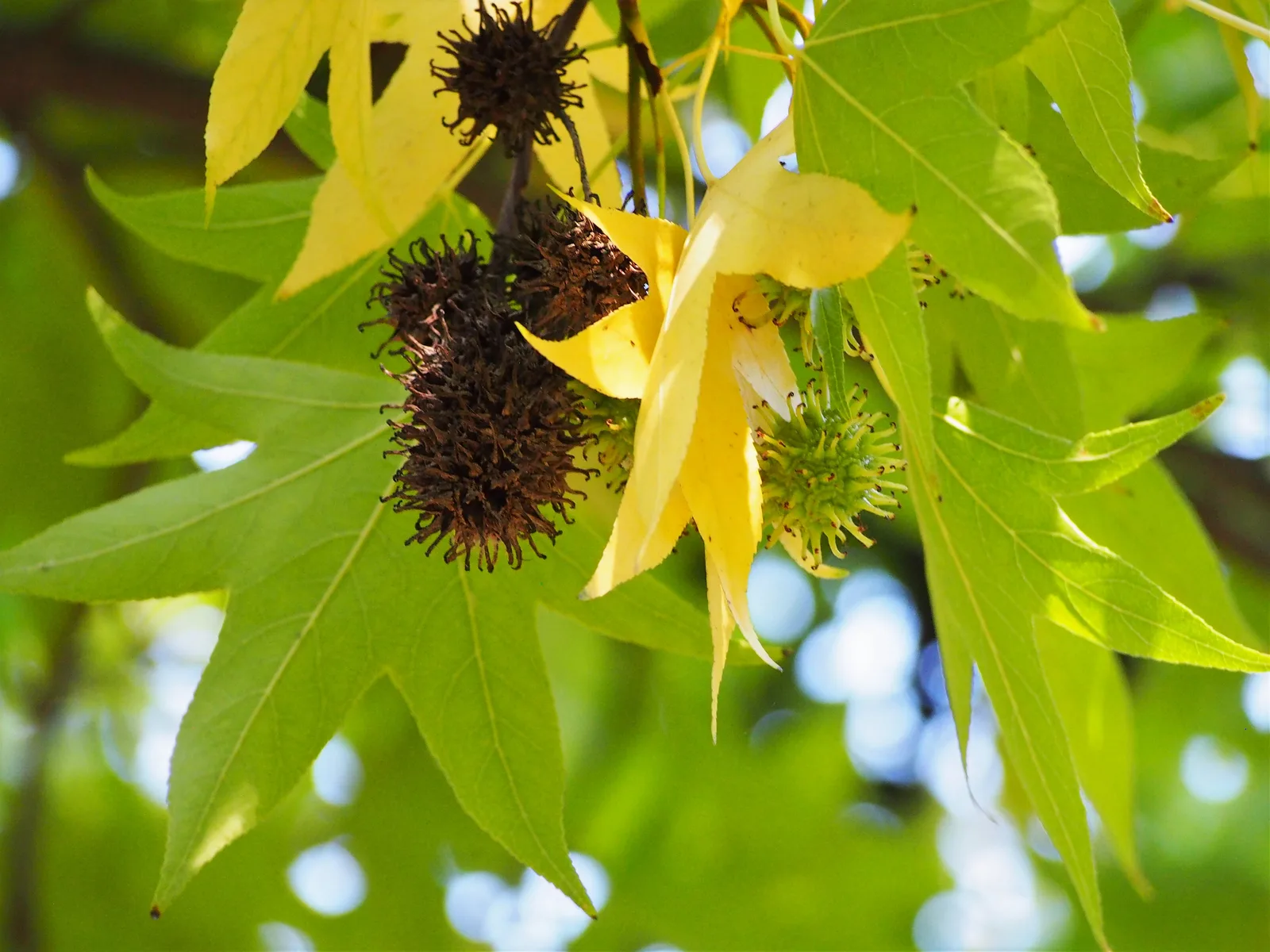 Sweetgum