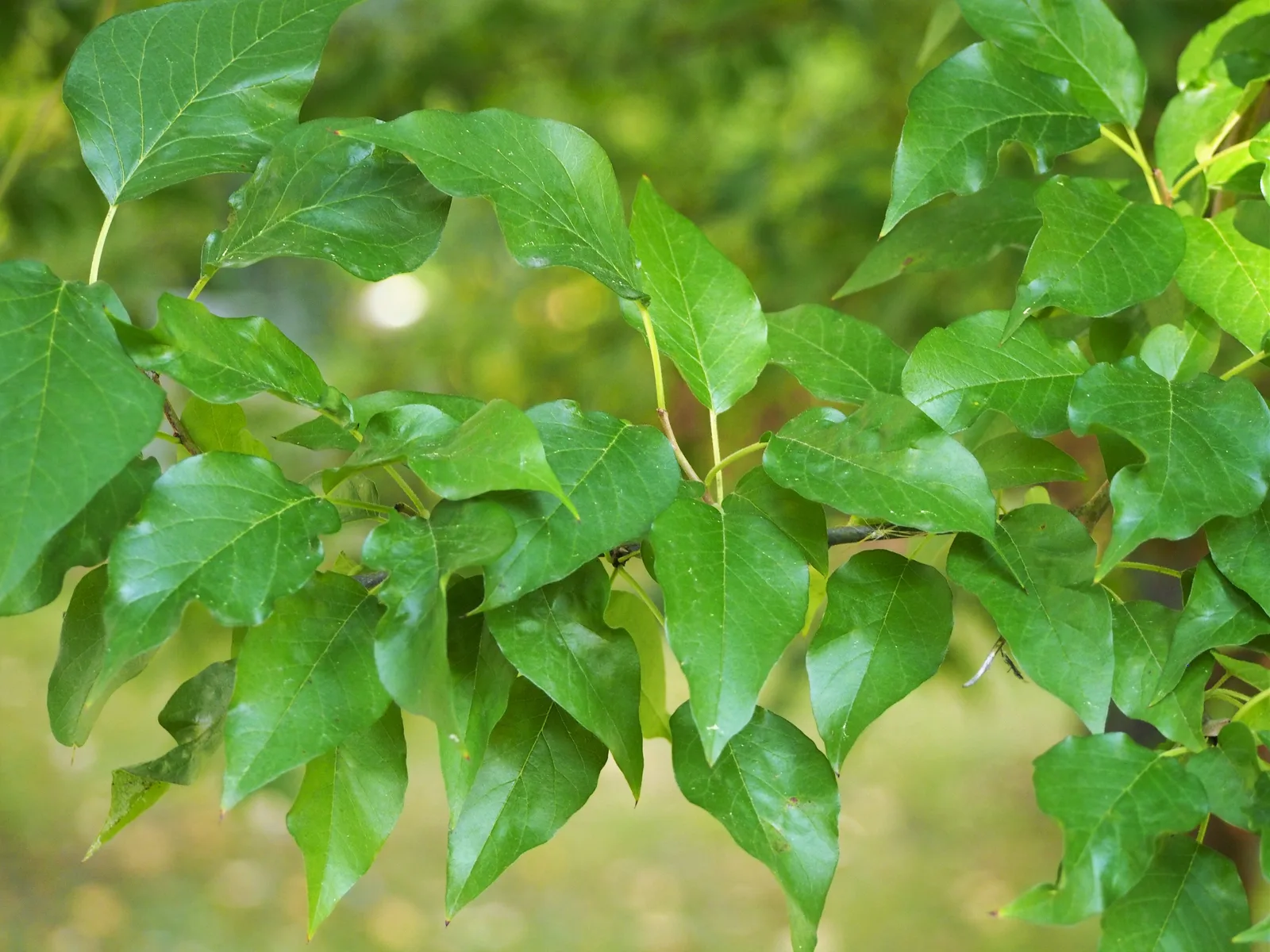Osage Orange