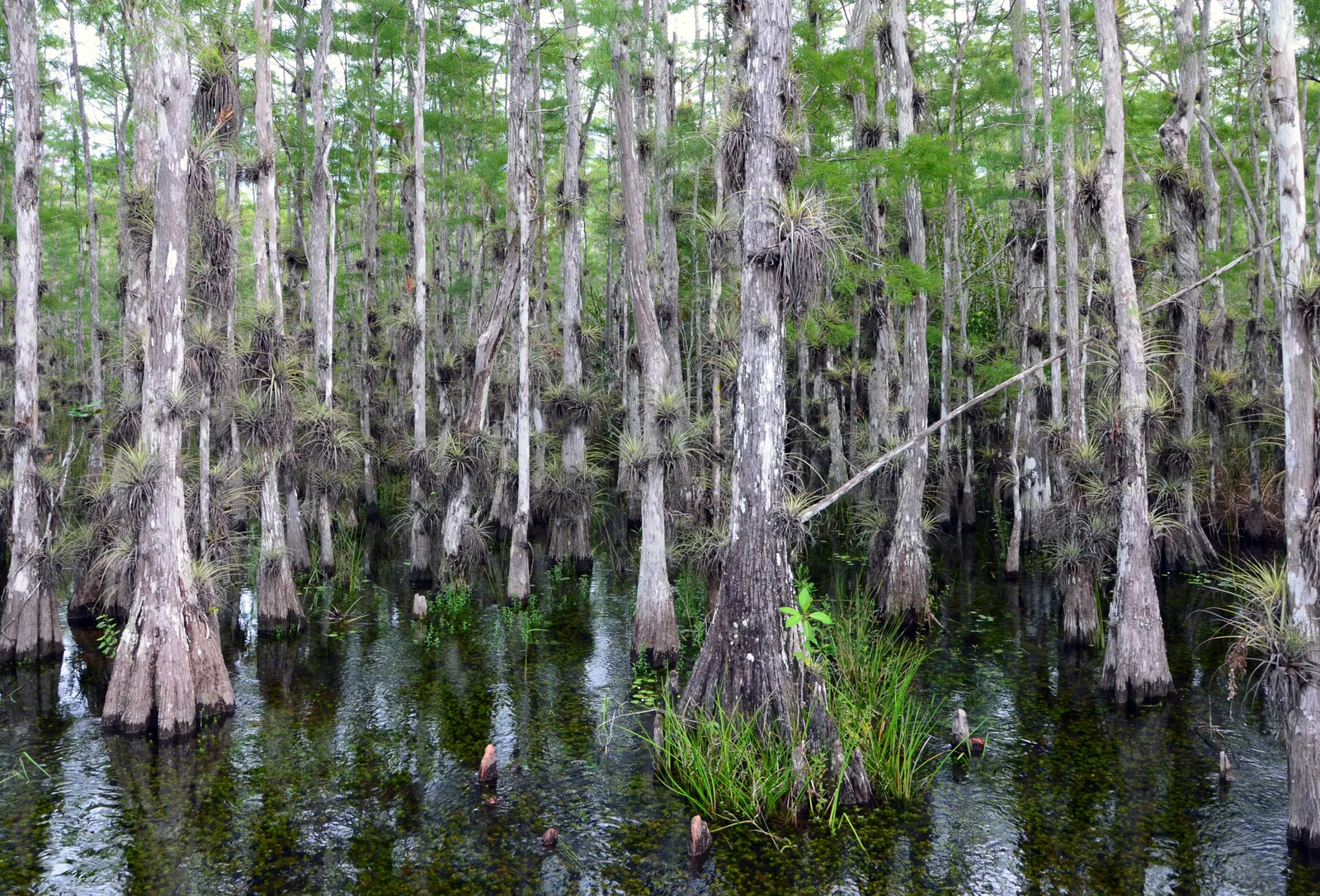 Pond Cypress