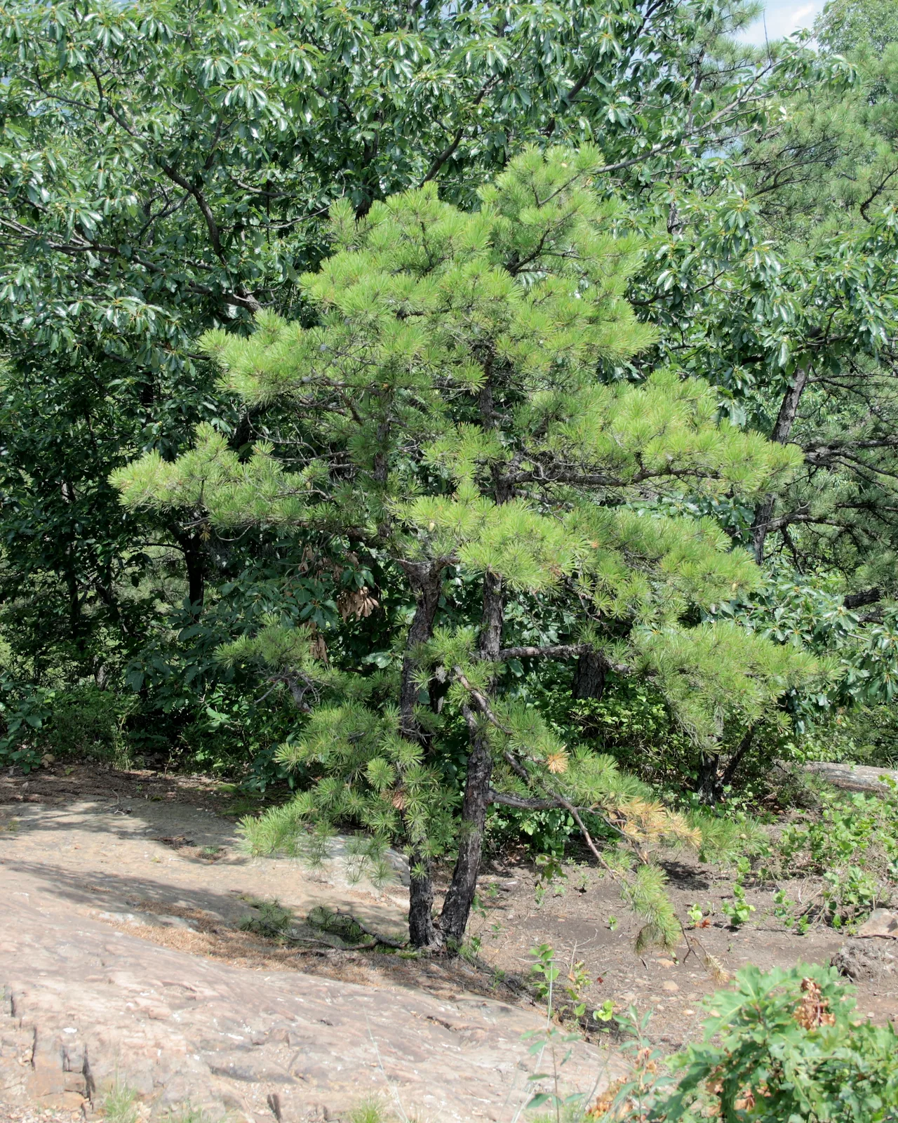 Pitch Pine