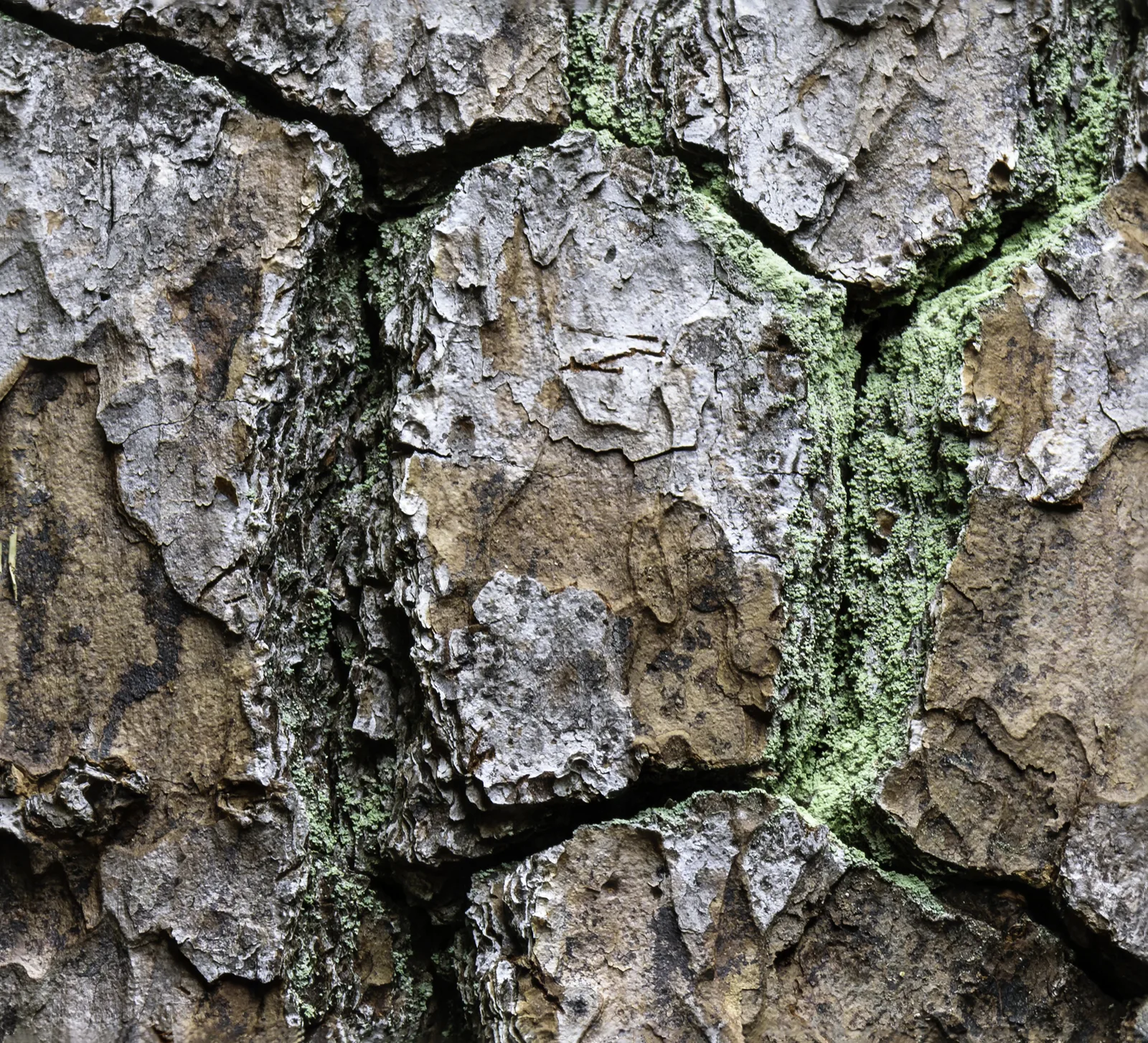 Loblolly Pine