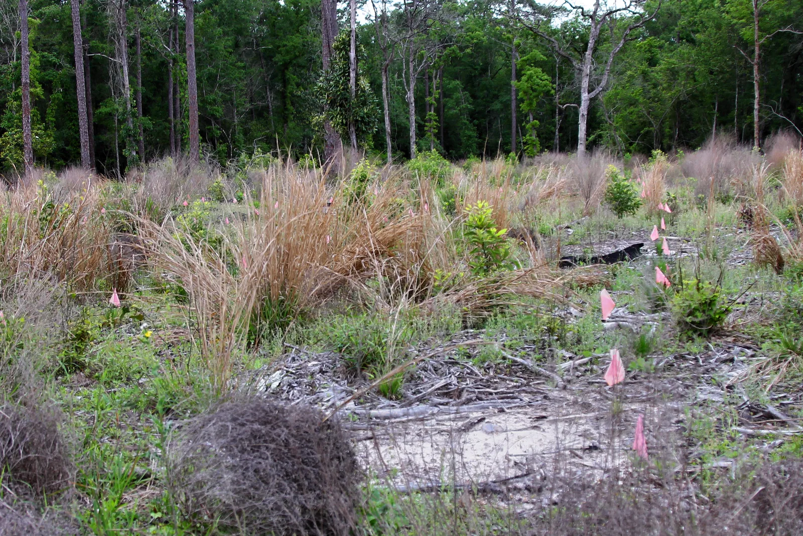 Longleaf Pine