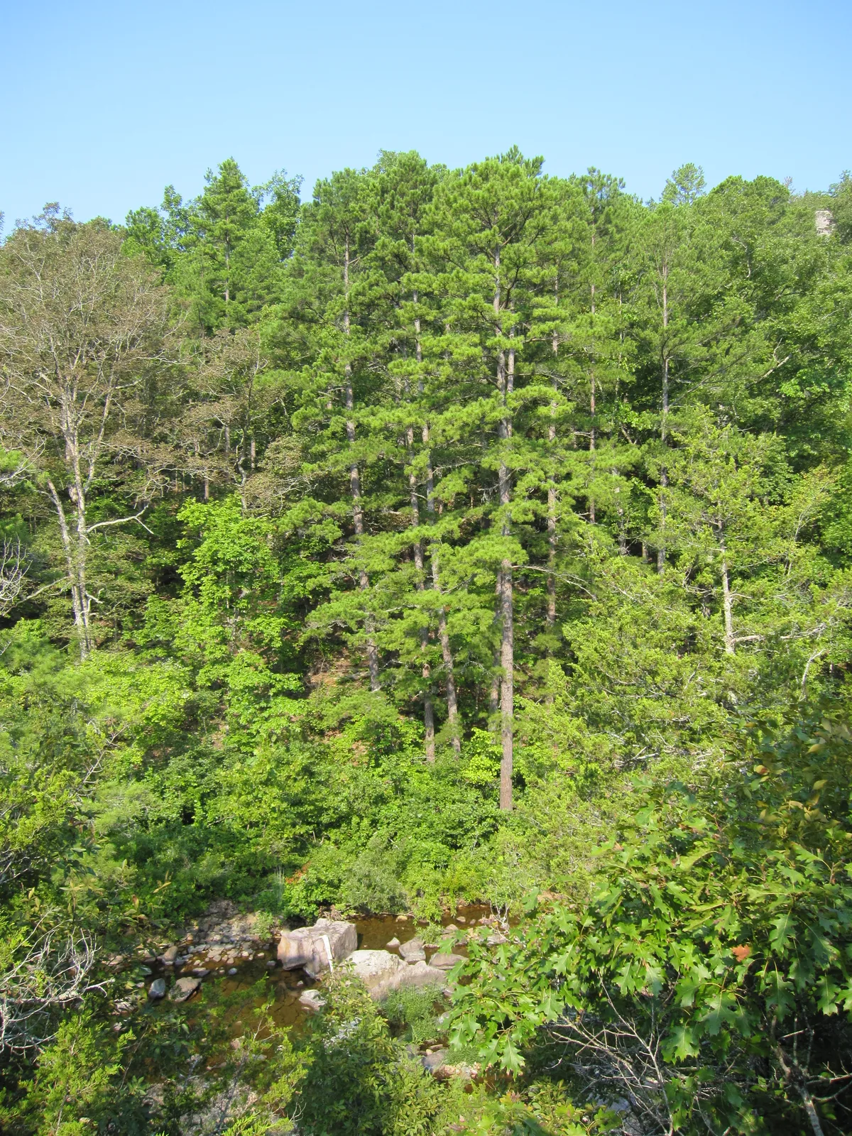 Shortleaf Pine