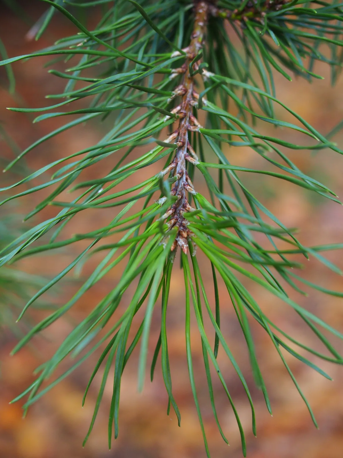 Virginia Pine
