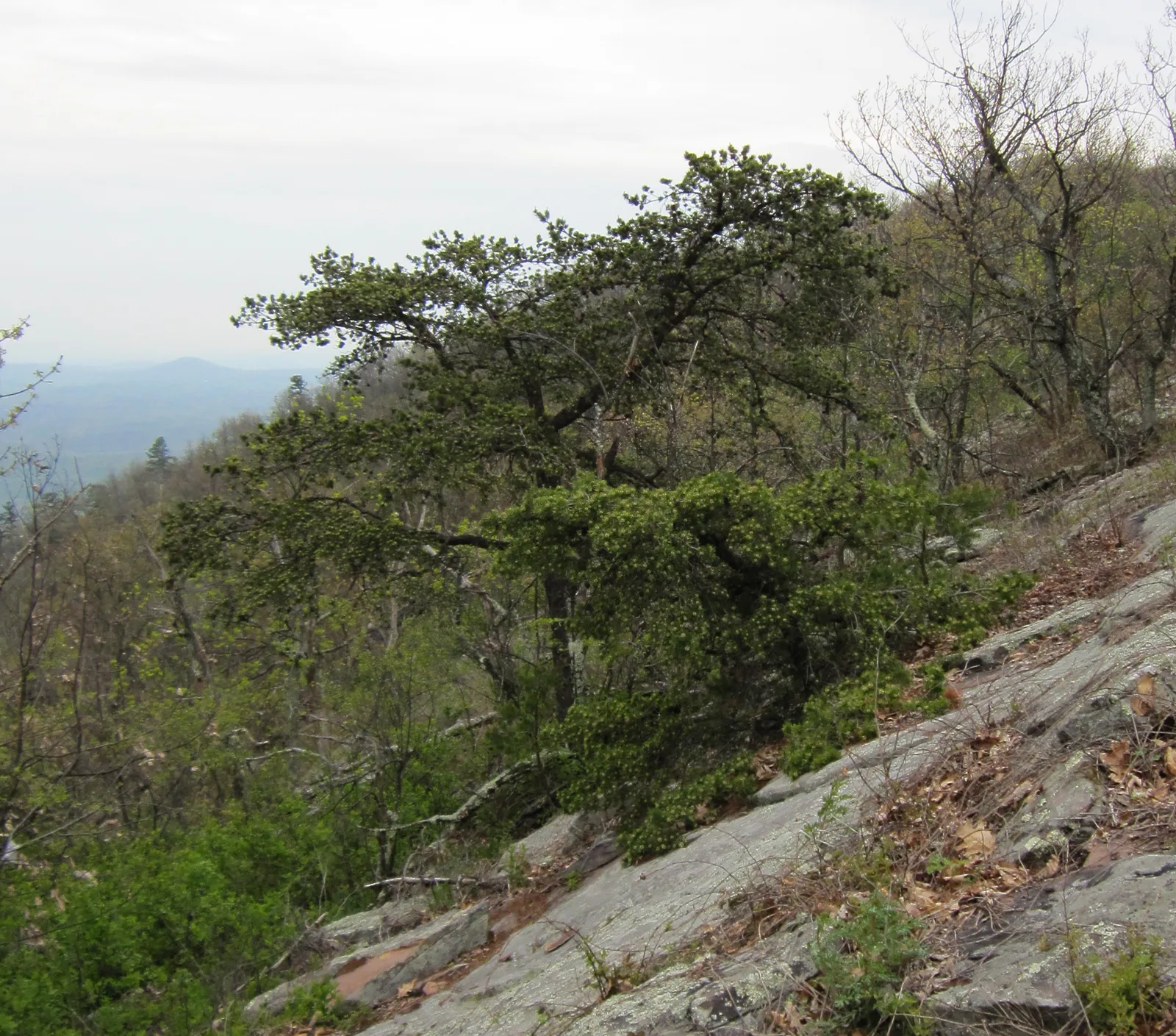Table Mountain Pine