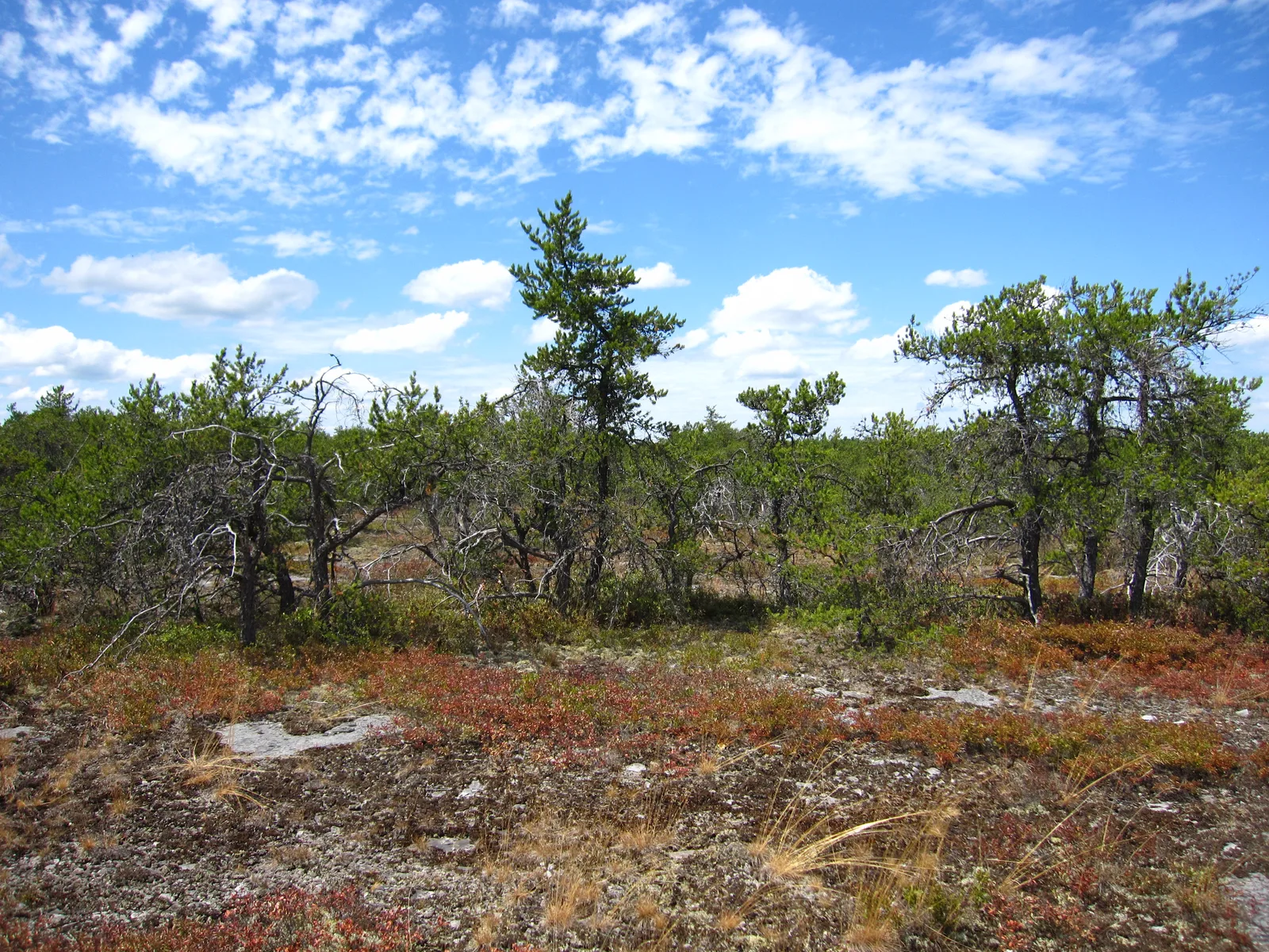 Jack Pine (Pinus banksiana)