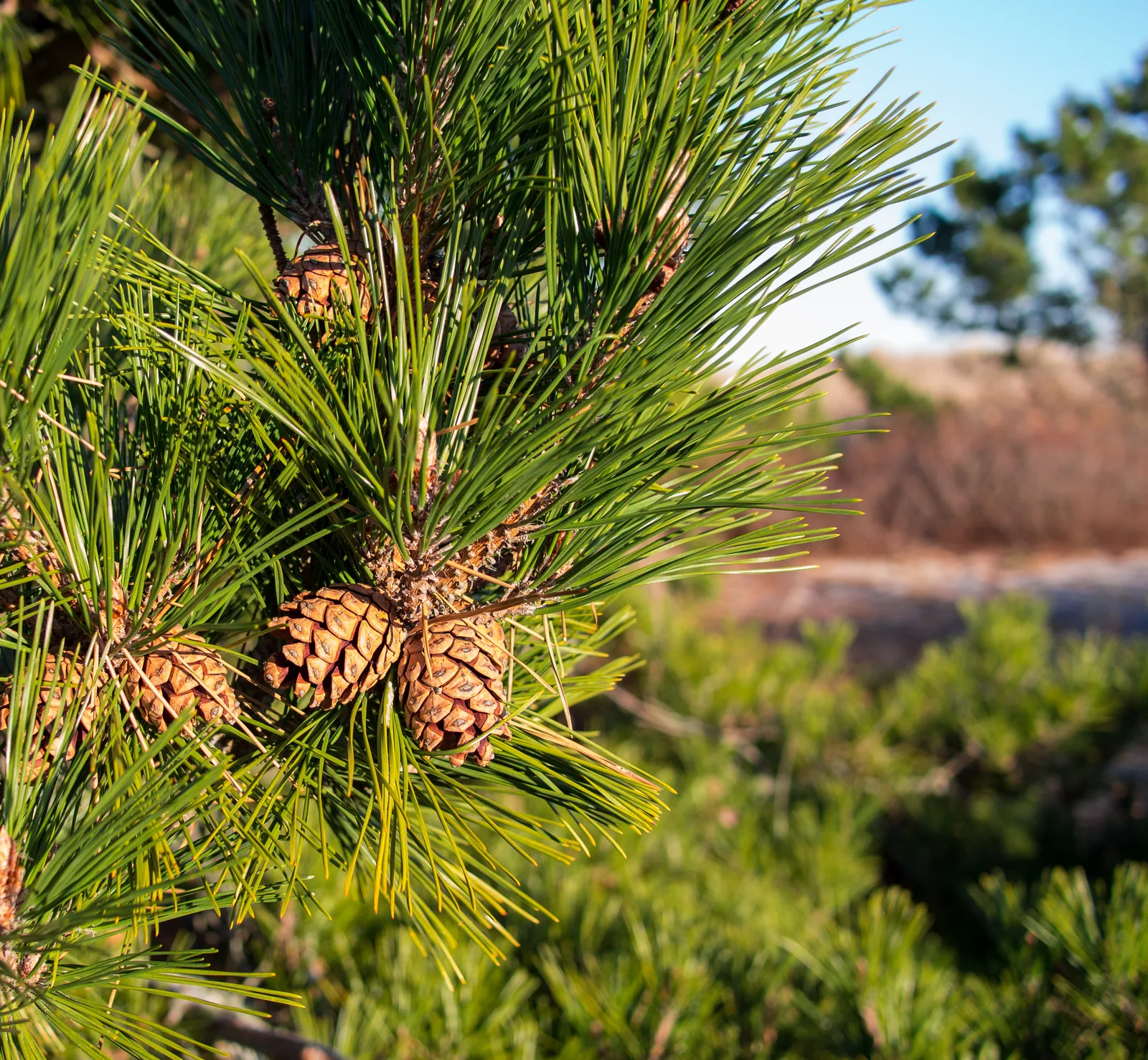 Red Pine