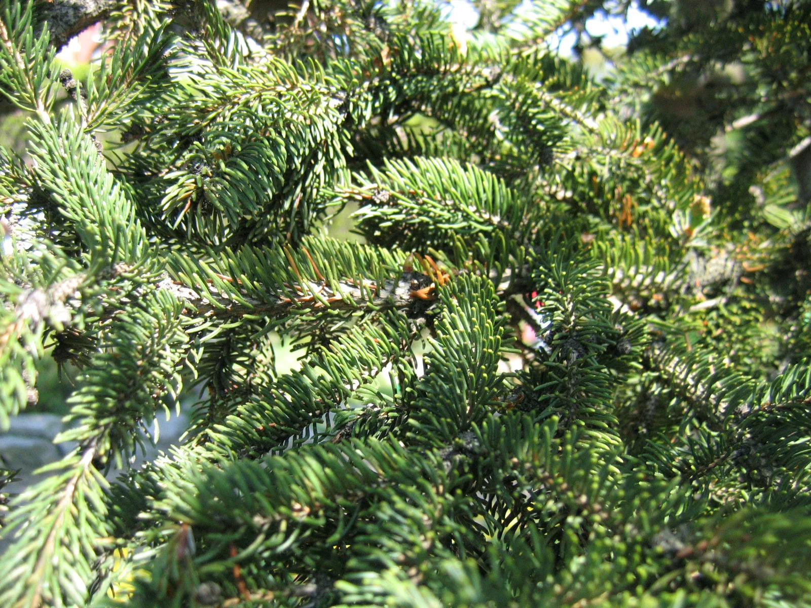 White Spruce