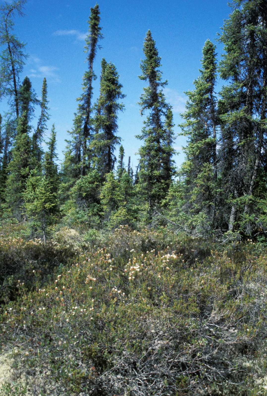 Black Spruce