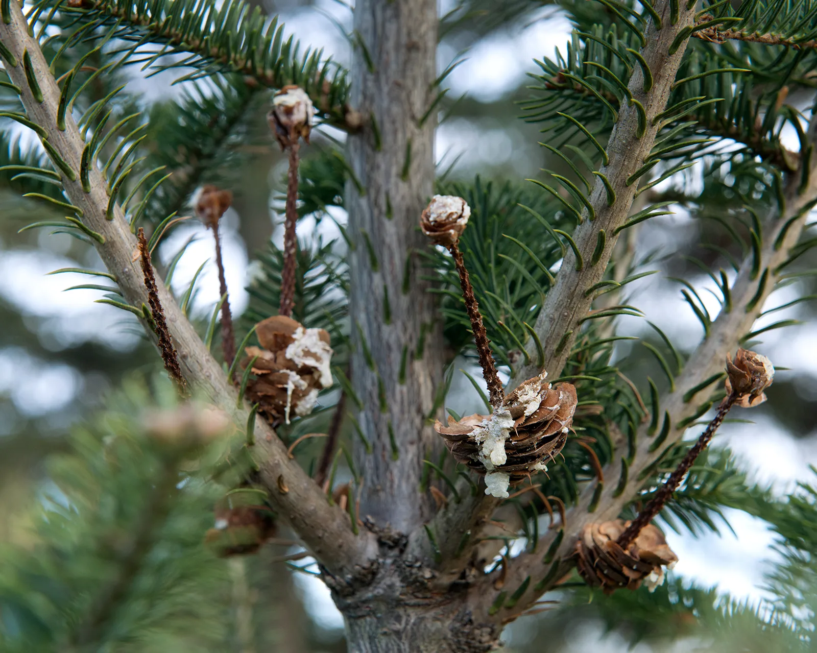 Balsam Fir (Abies balsamea)