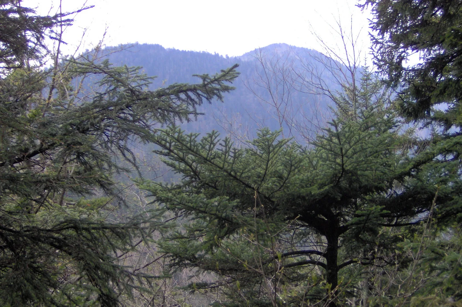 Fraser Fir (Abies fraseri)