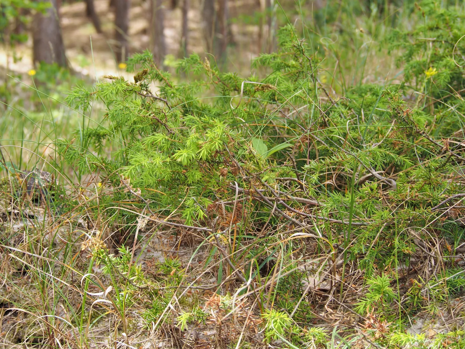 Common Juniper (Juniperus communis)
