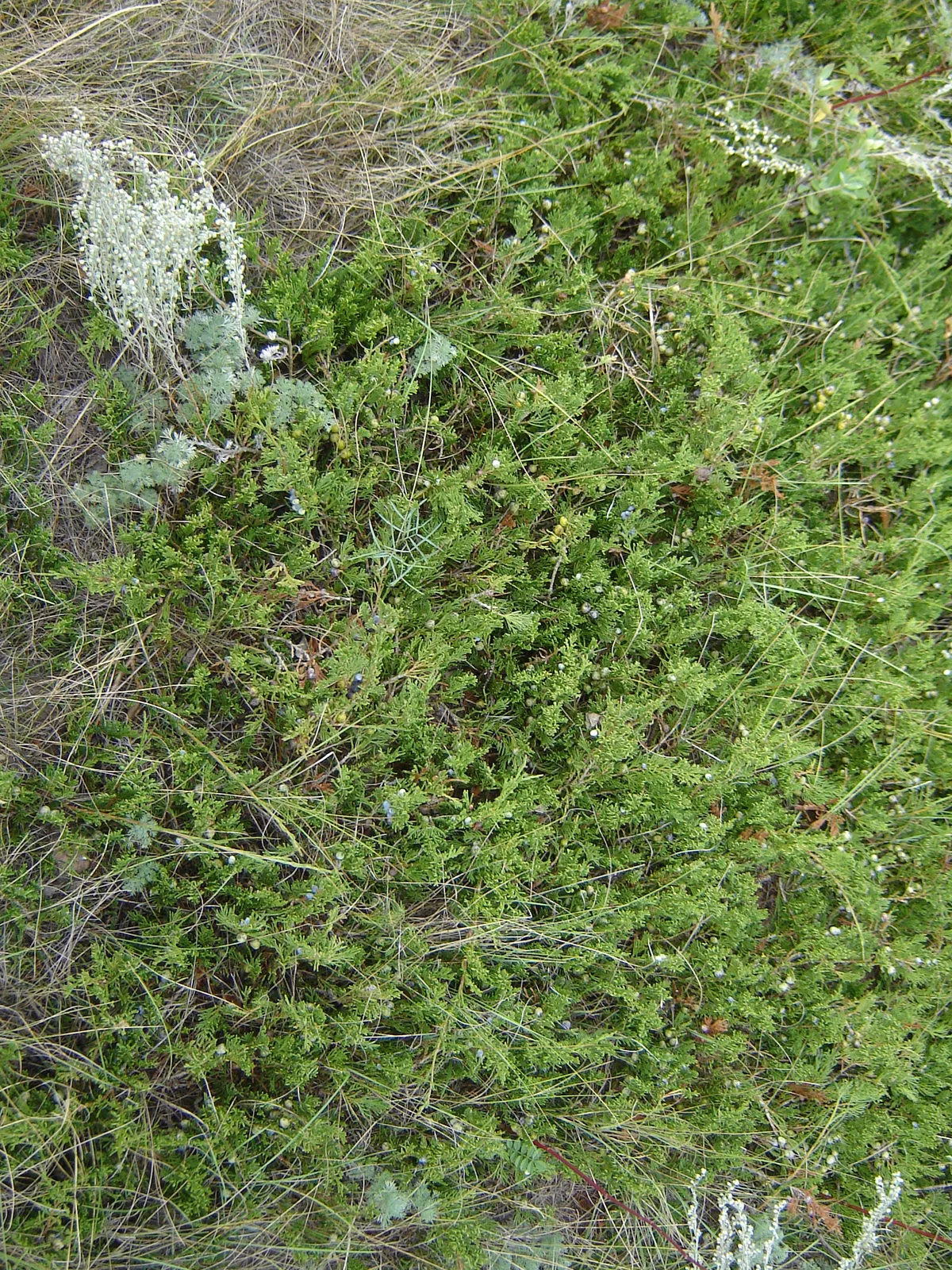Creeping Juniper (Juniperus horizontalis)