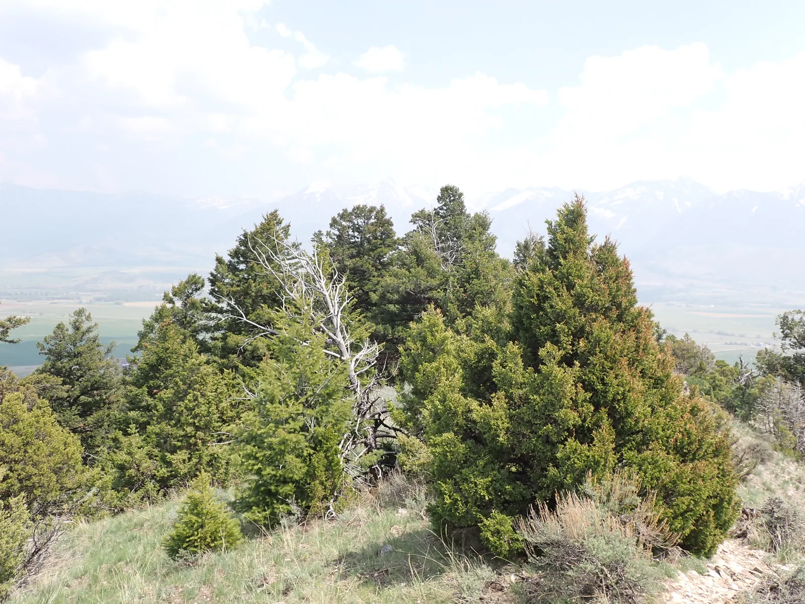 Rocky Mountain Juniper (Juniperus scopulorum)