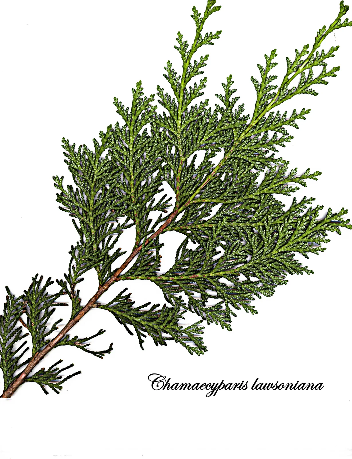 Port Orford Cedar