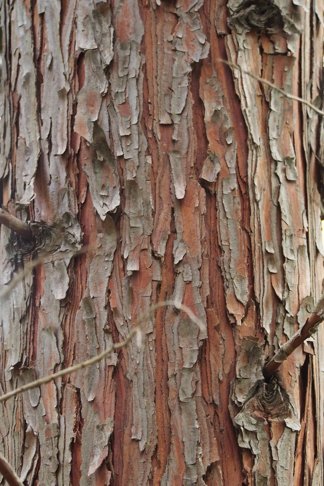 Incense Cedar (Calocedrus decurrens)