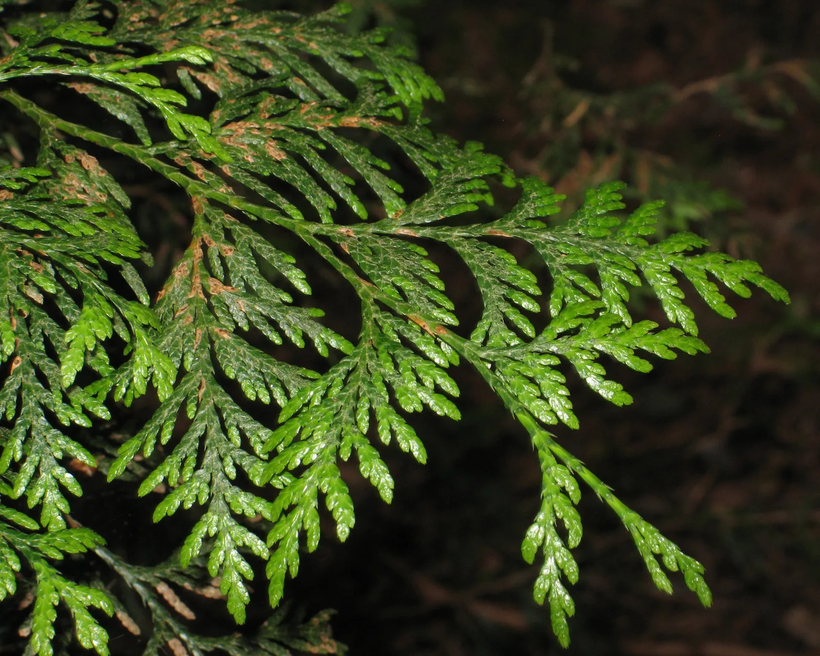 Western Red Cedar (Thuja plicata)