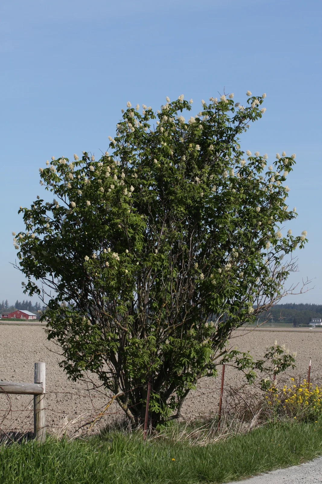 Red Elderberry (Sambucus racemosa)