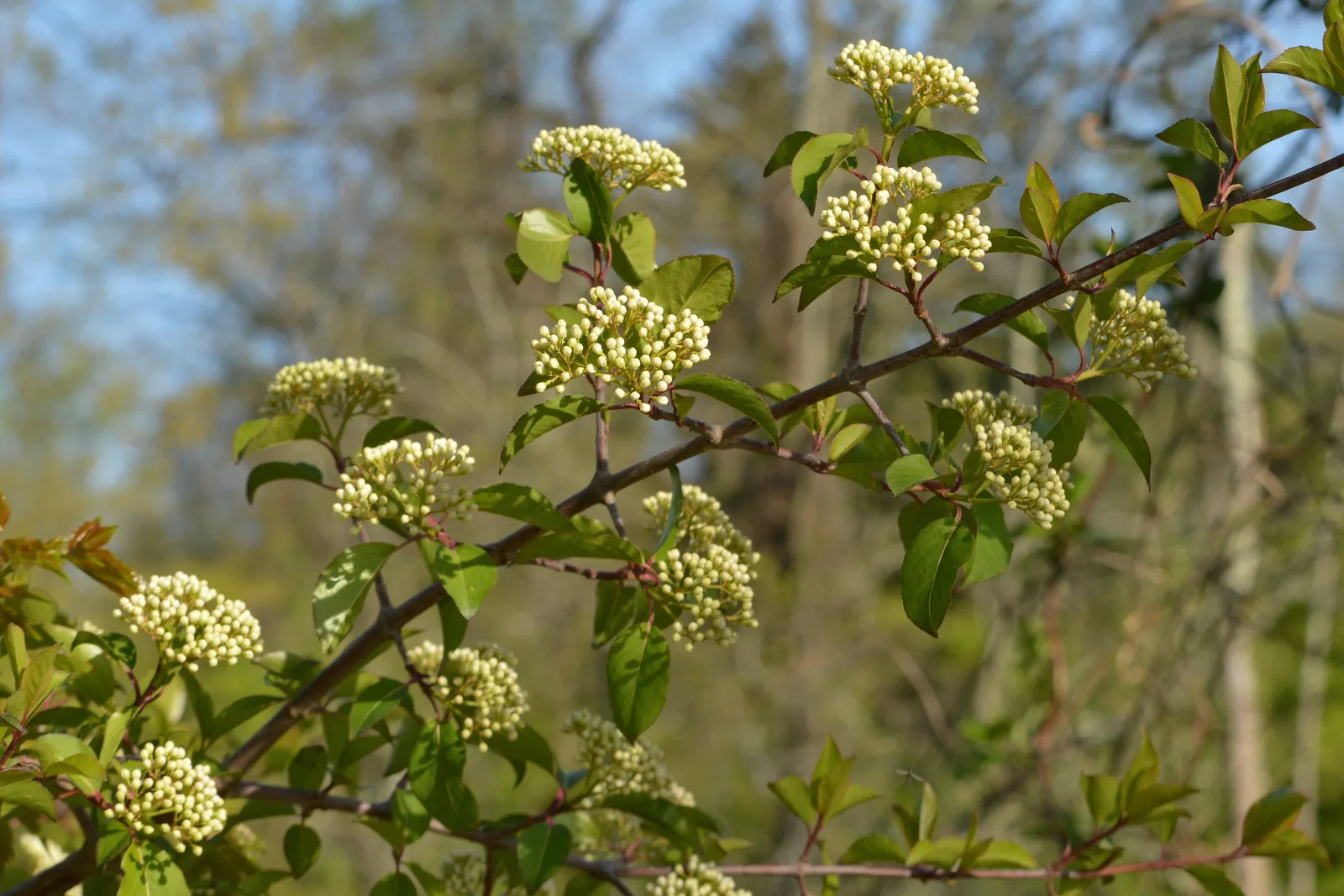 Blackhaw Viburnum (Viburnum prunifolium)