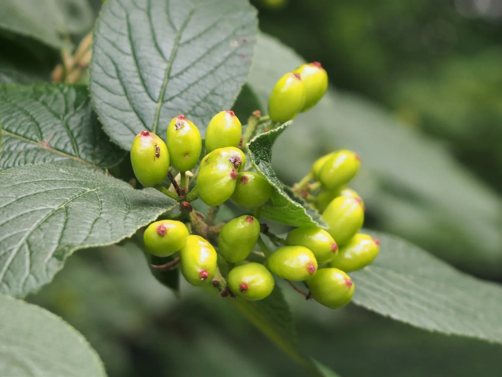 Nannyberry