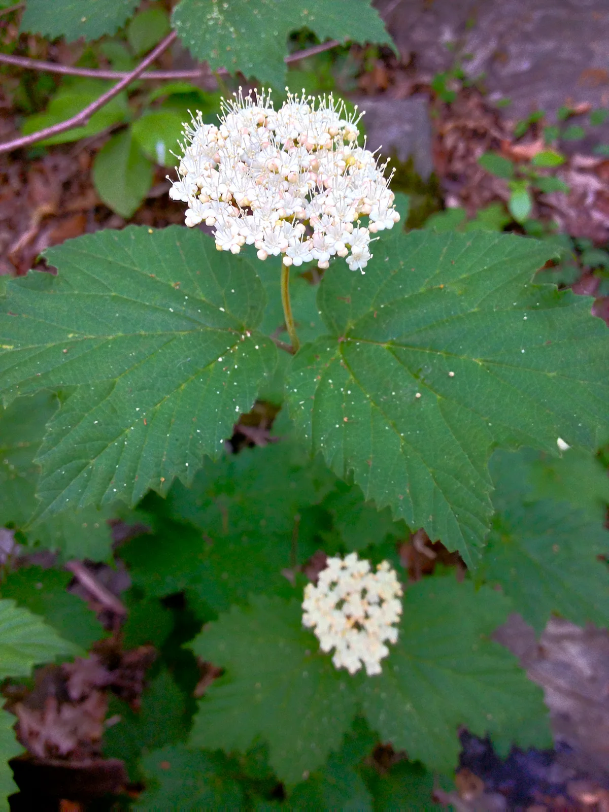 Mapleleaf Viburnum (Viburnum acerifolium)