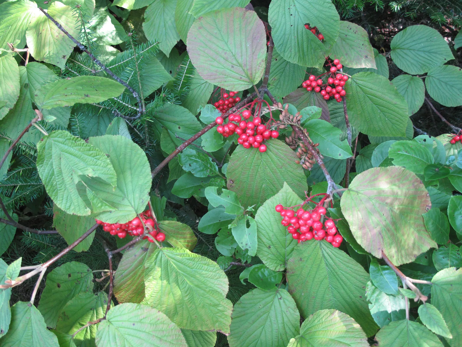 Hobblebush (Viburnum lantanoides)
