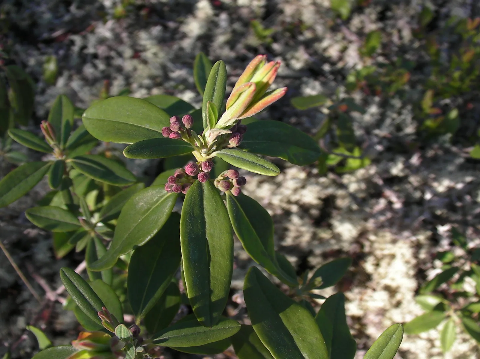 Sheep Laurel (Kalmia angustifolia)