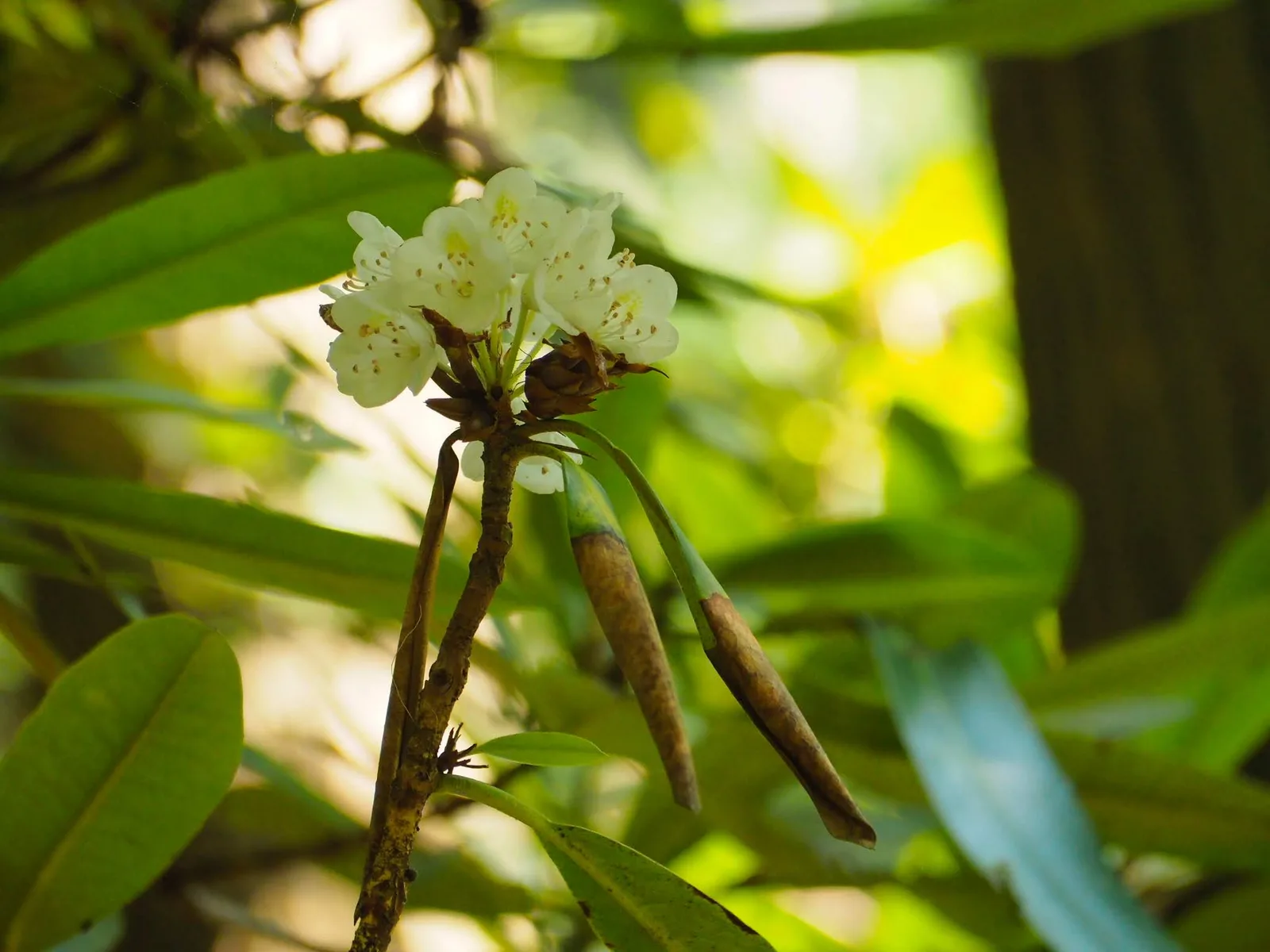 Rosebay Rhododendron (Rhododendron maximum)