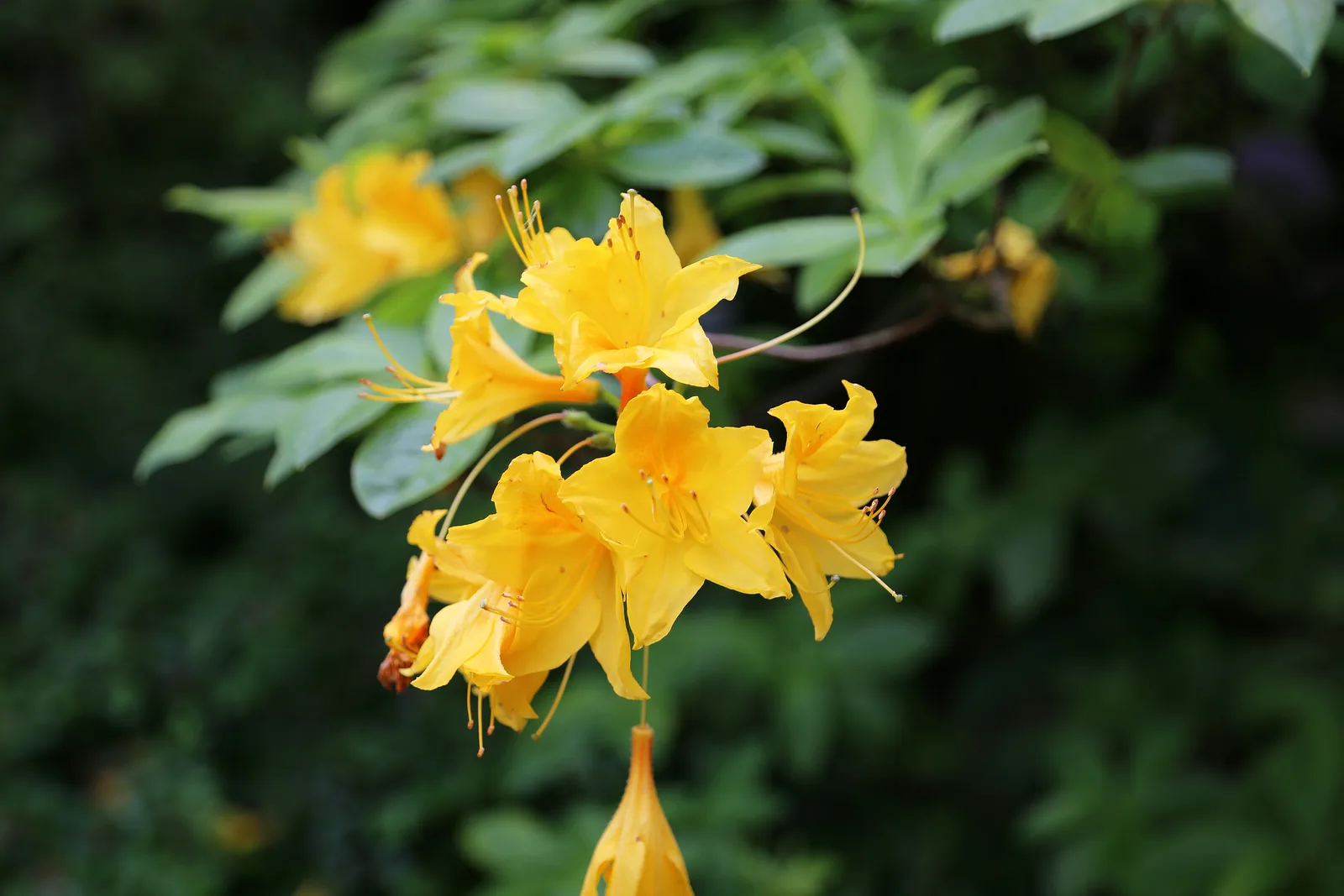 Flame Azalea (Rhododendron calendulaceum)