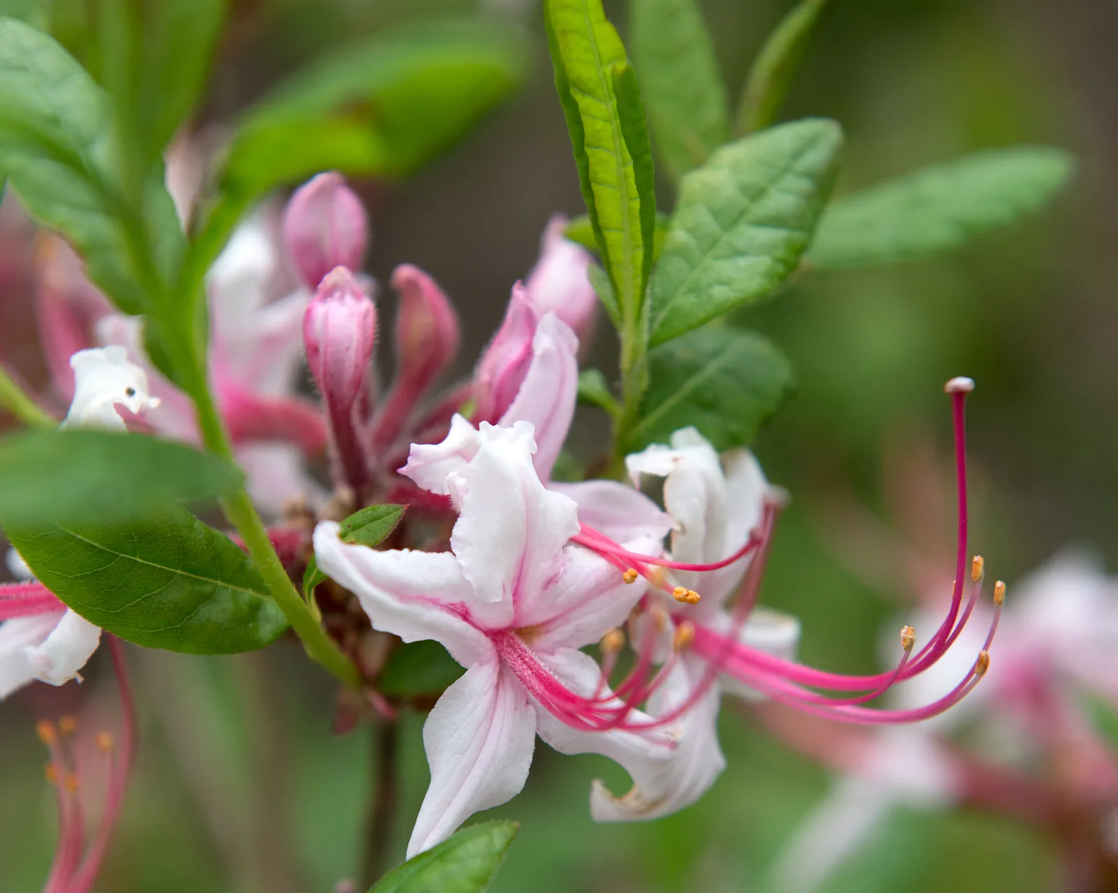 Pinxterbloom Azalea (Rhododendron periclymenoides)