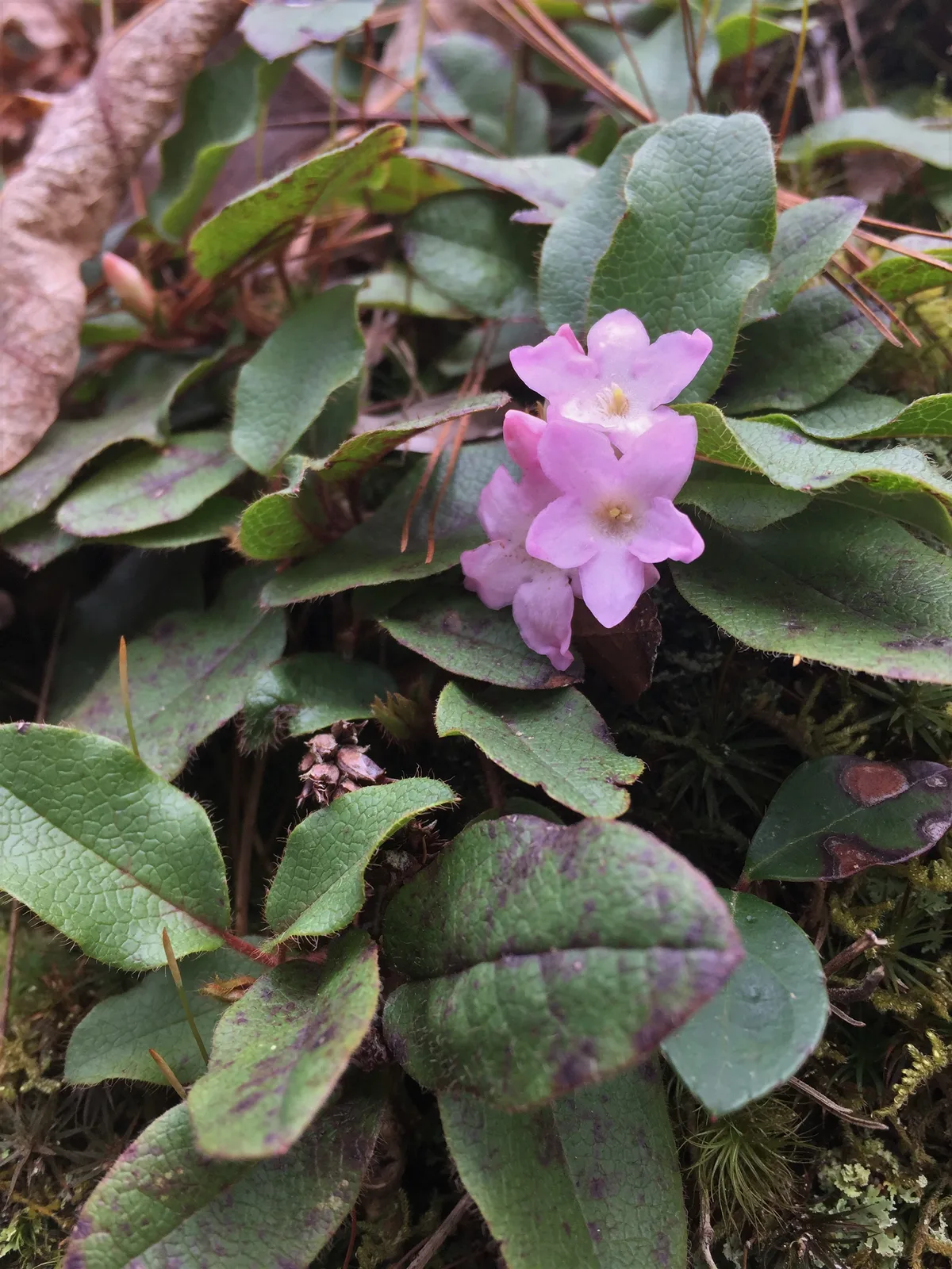 Trailing Arbutus