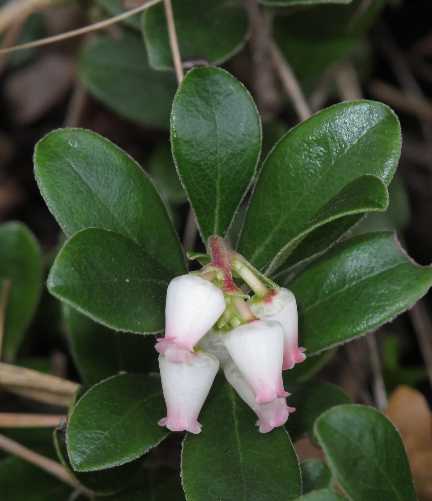 Bearberry
