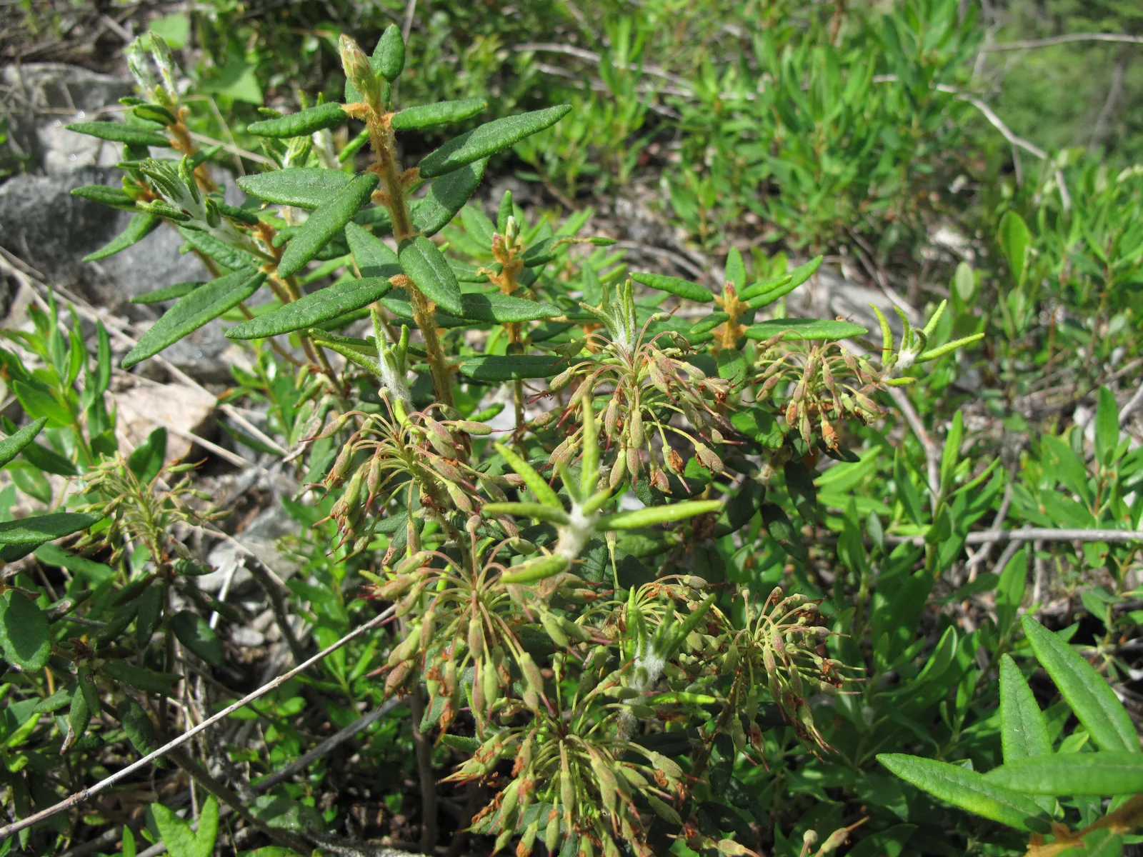 Labrador Tea (Rhododendron groenlandicum)
