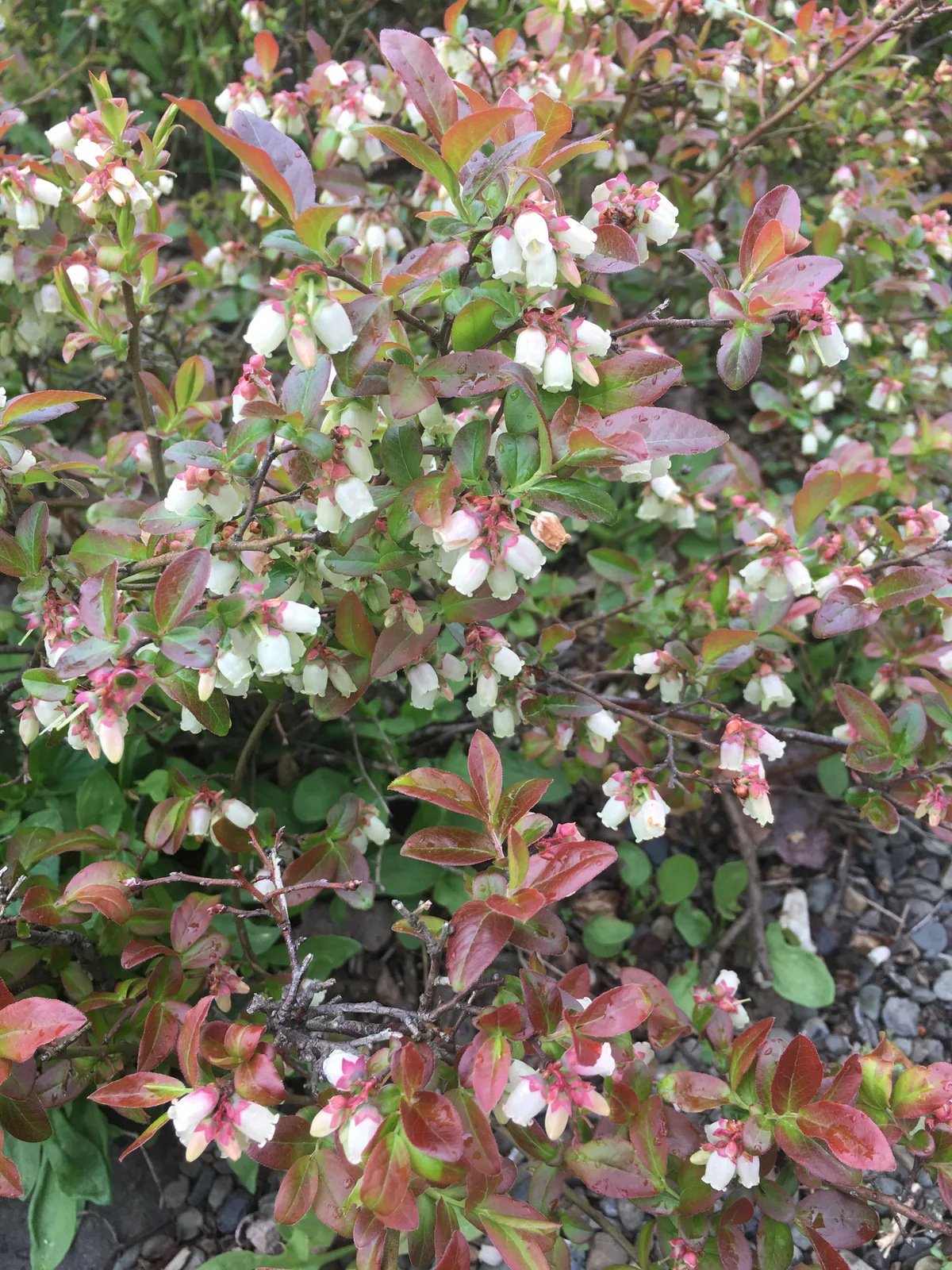 Lowbush Blueberry