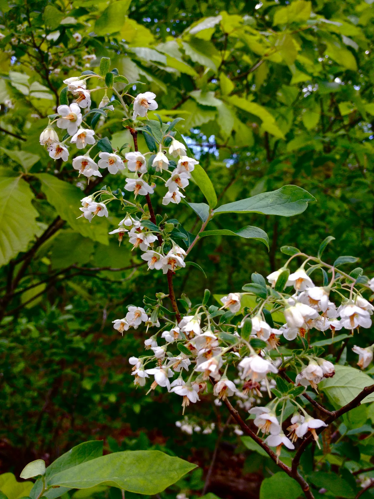 Deerberry