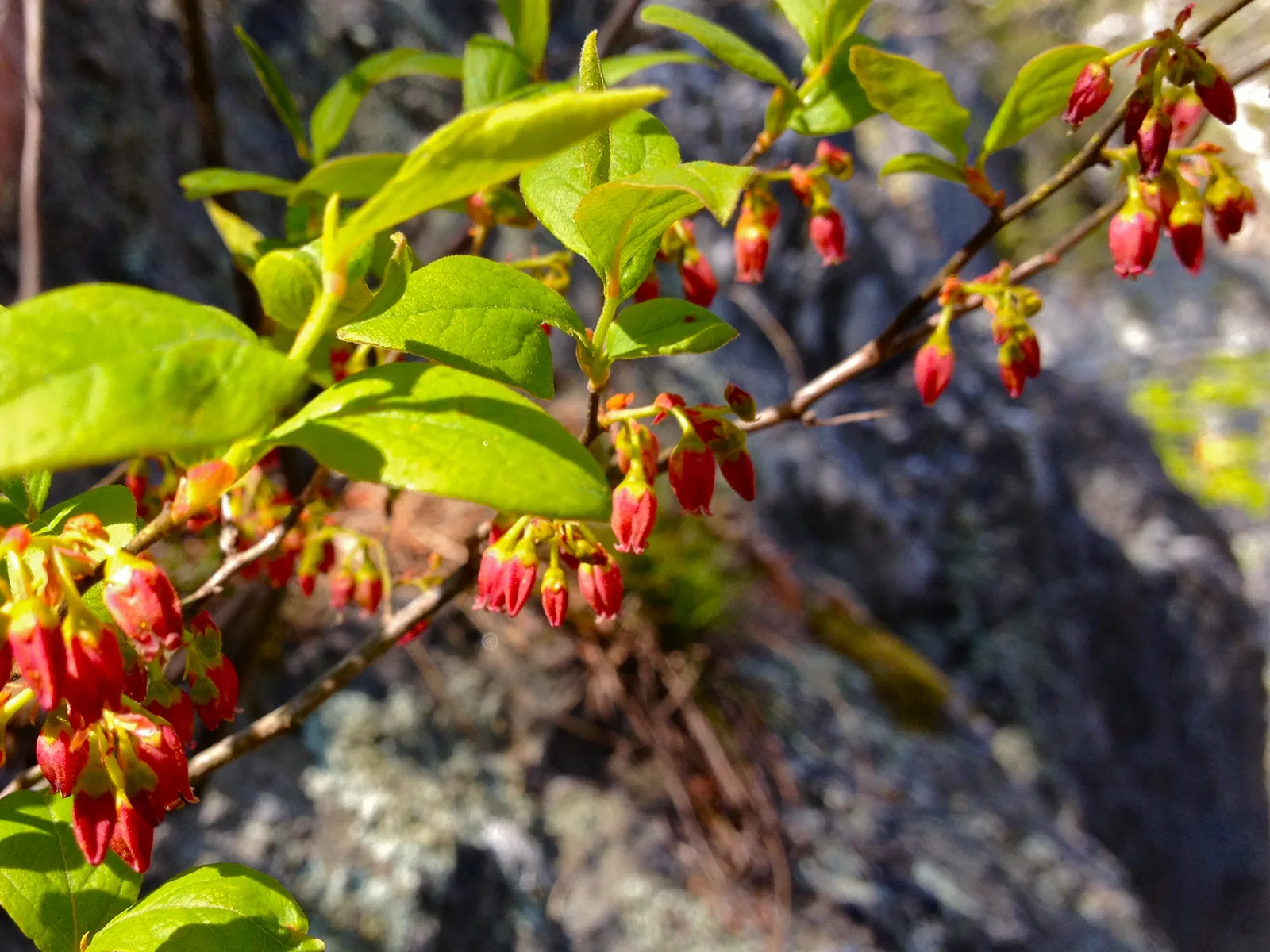 Black Huckleberry