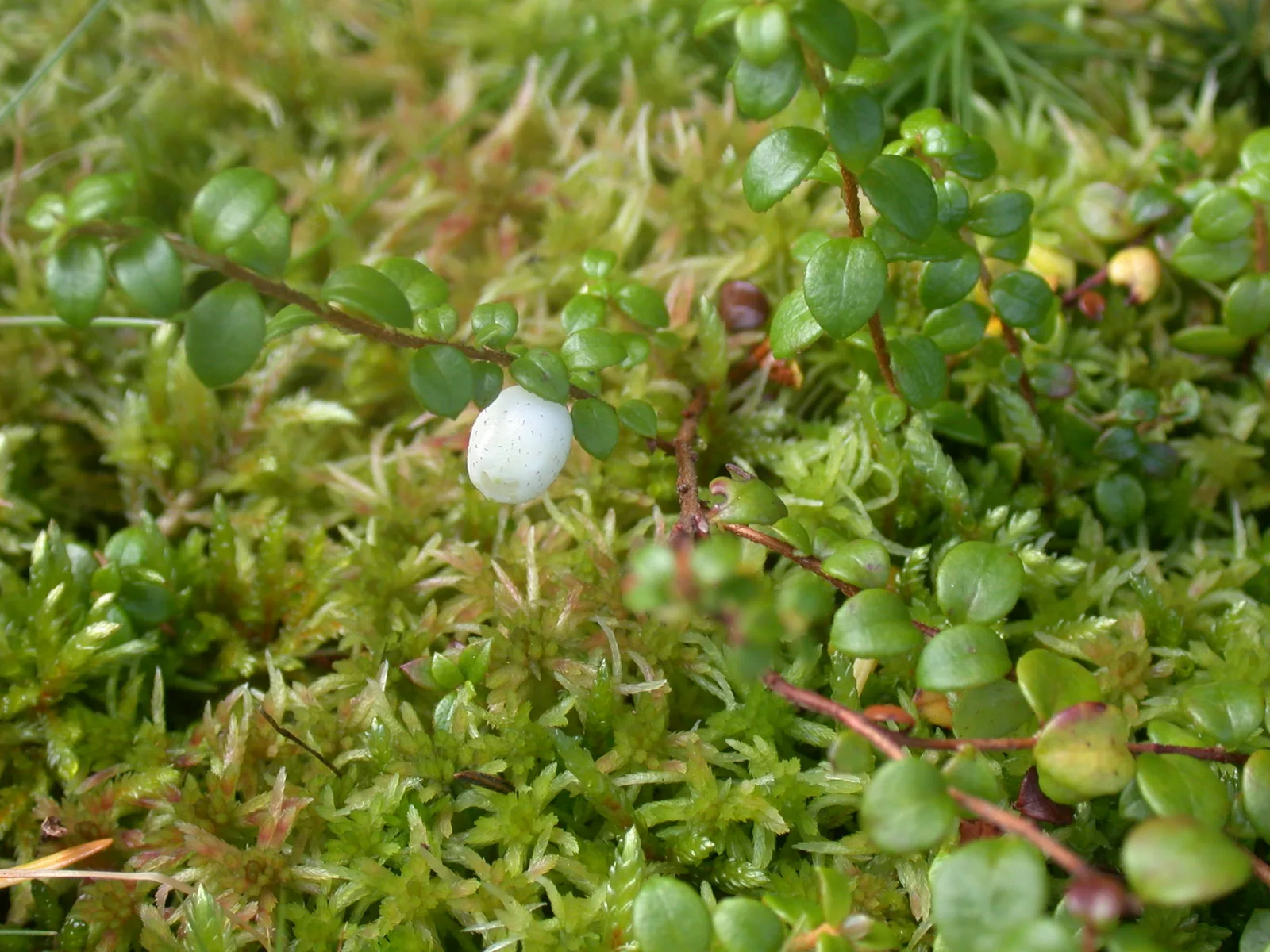 Creeping Snowberry (Gaultheria hispidula)