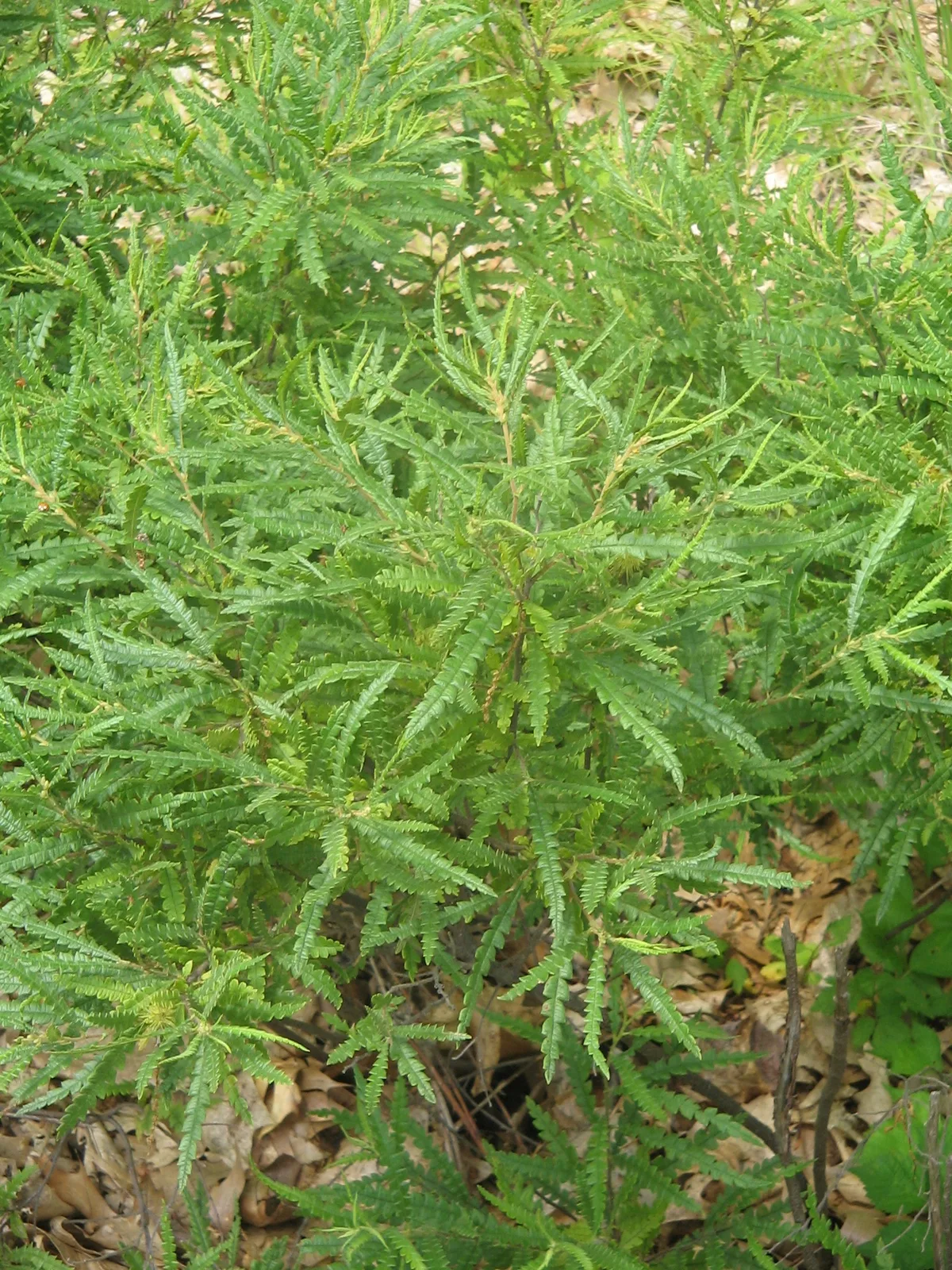 Sweetfern (Comptonia peregrina)
