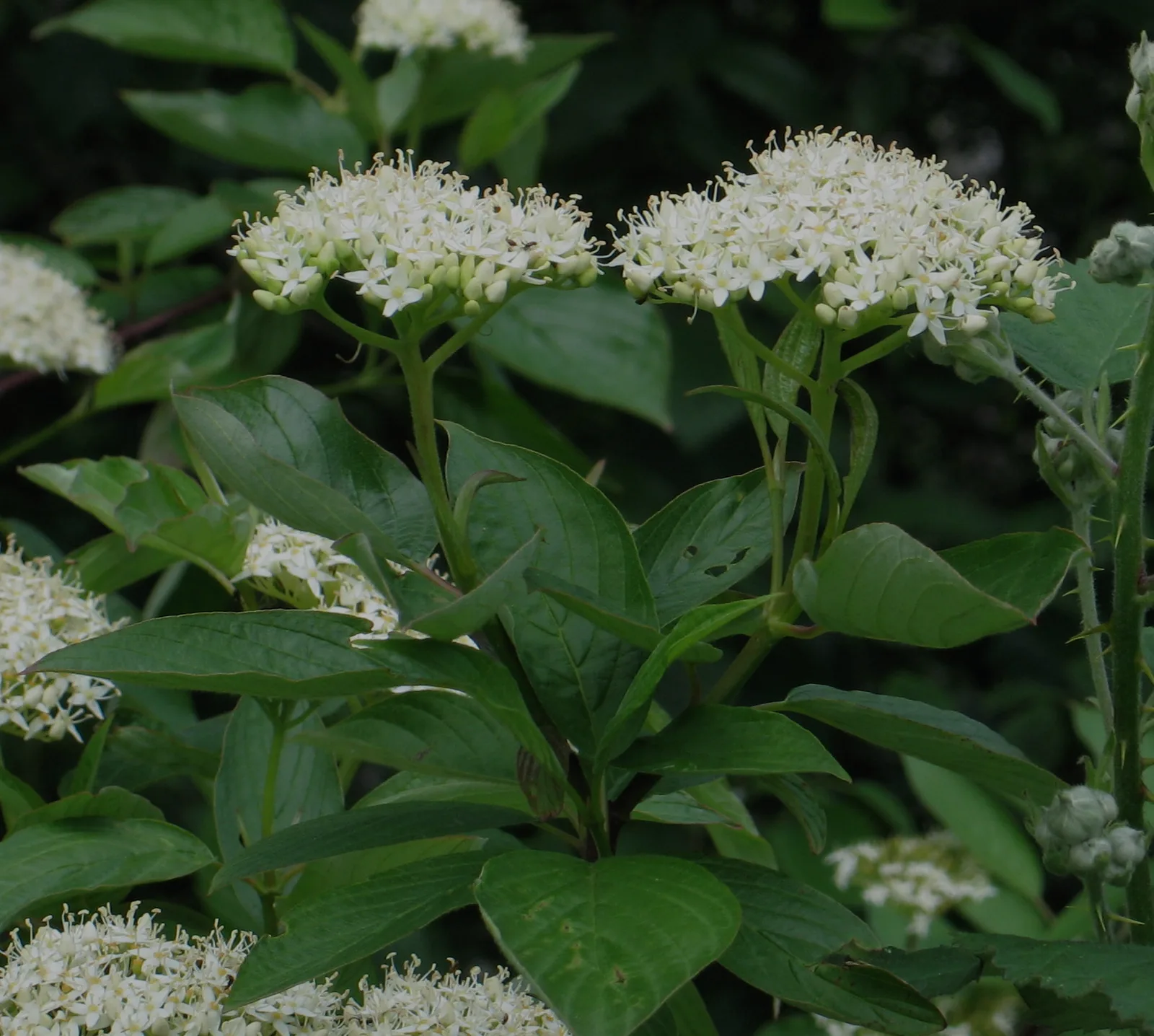 Red Osier Dogwood (Cornus sericea)