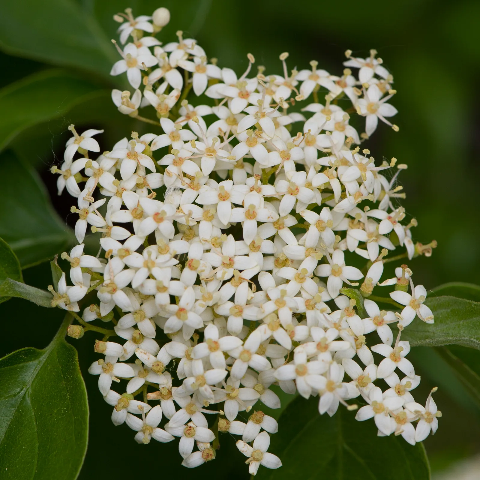 Roughleaf Dogwood