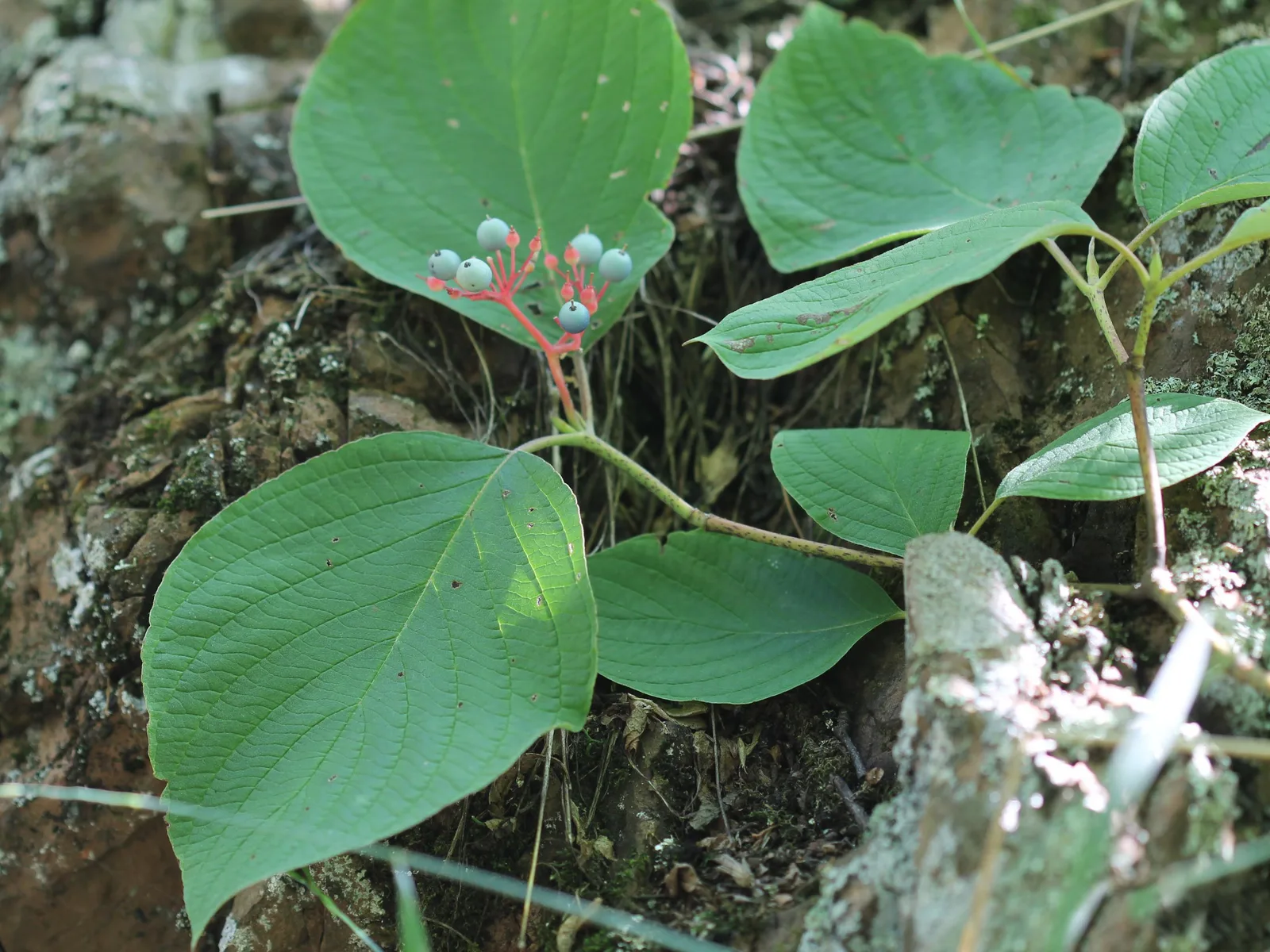 Roundleaf Dogwood
