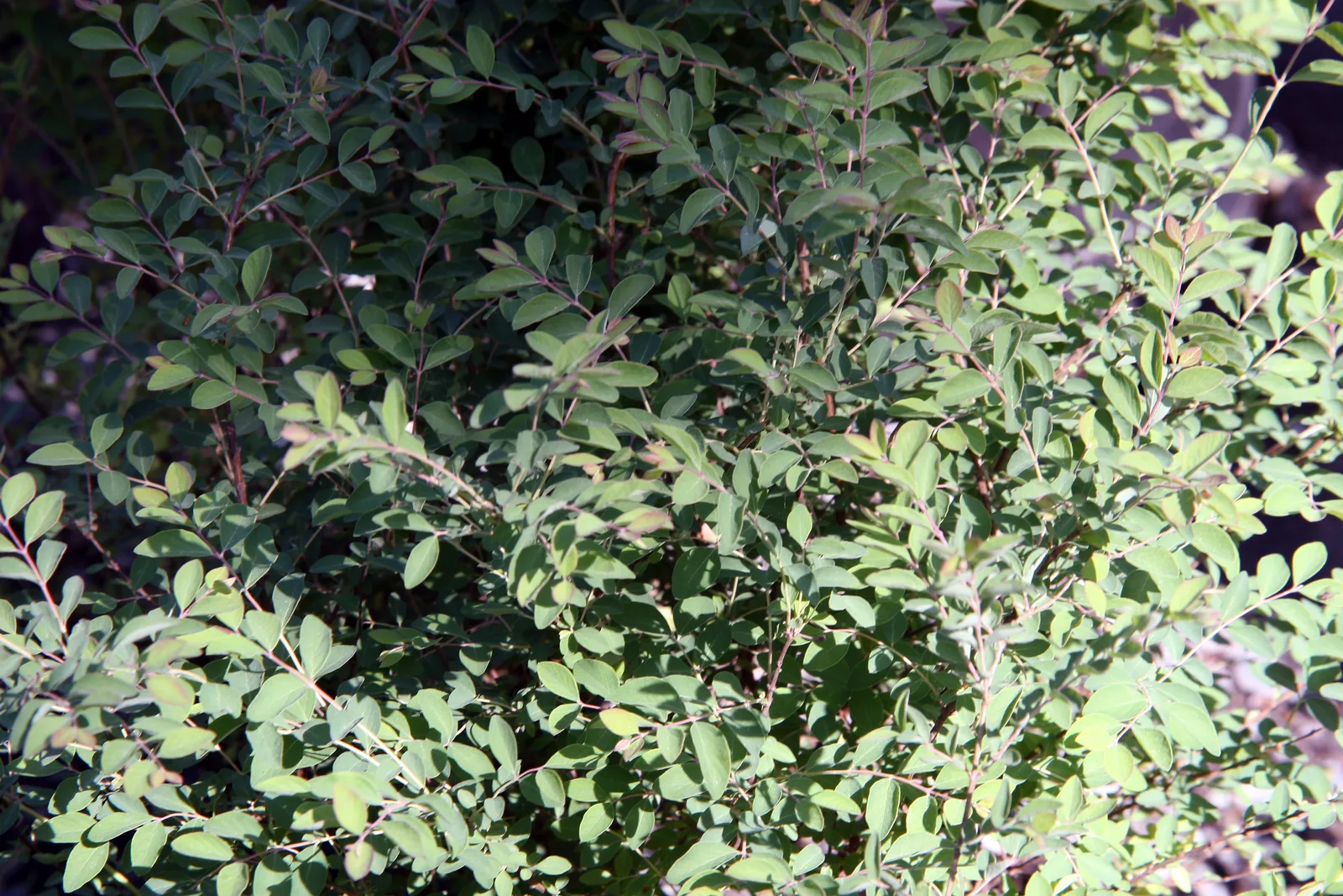 Coralberry