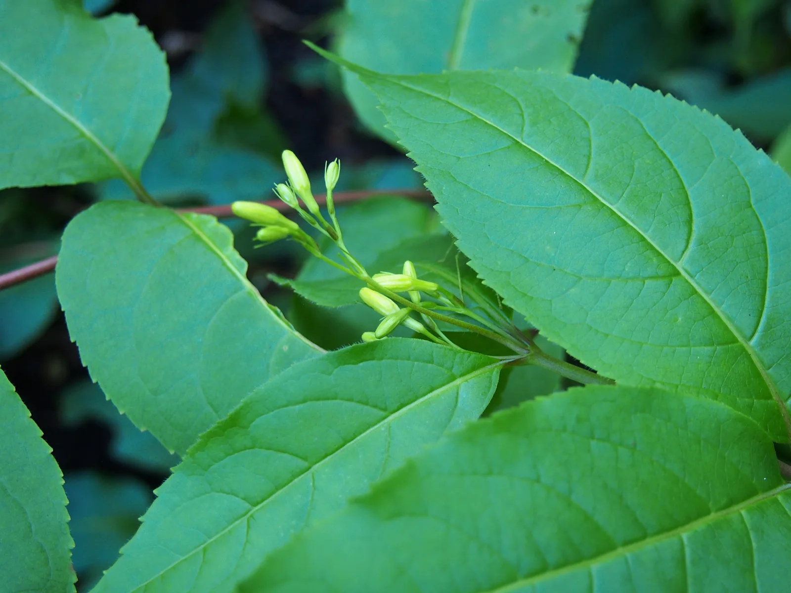 Bush Honeysuckle